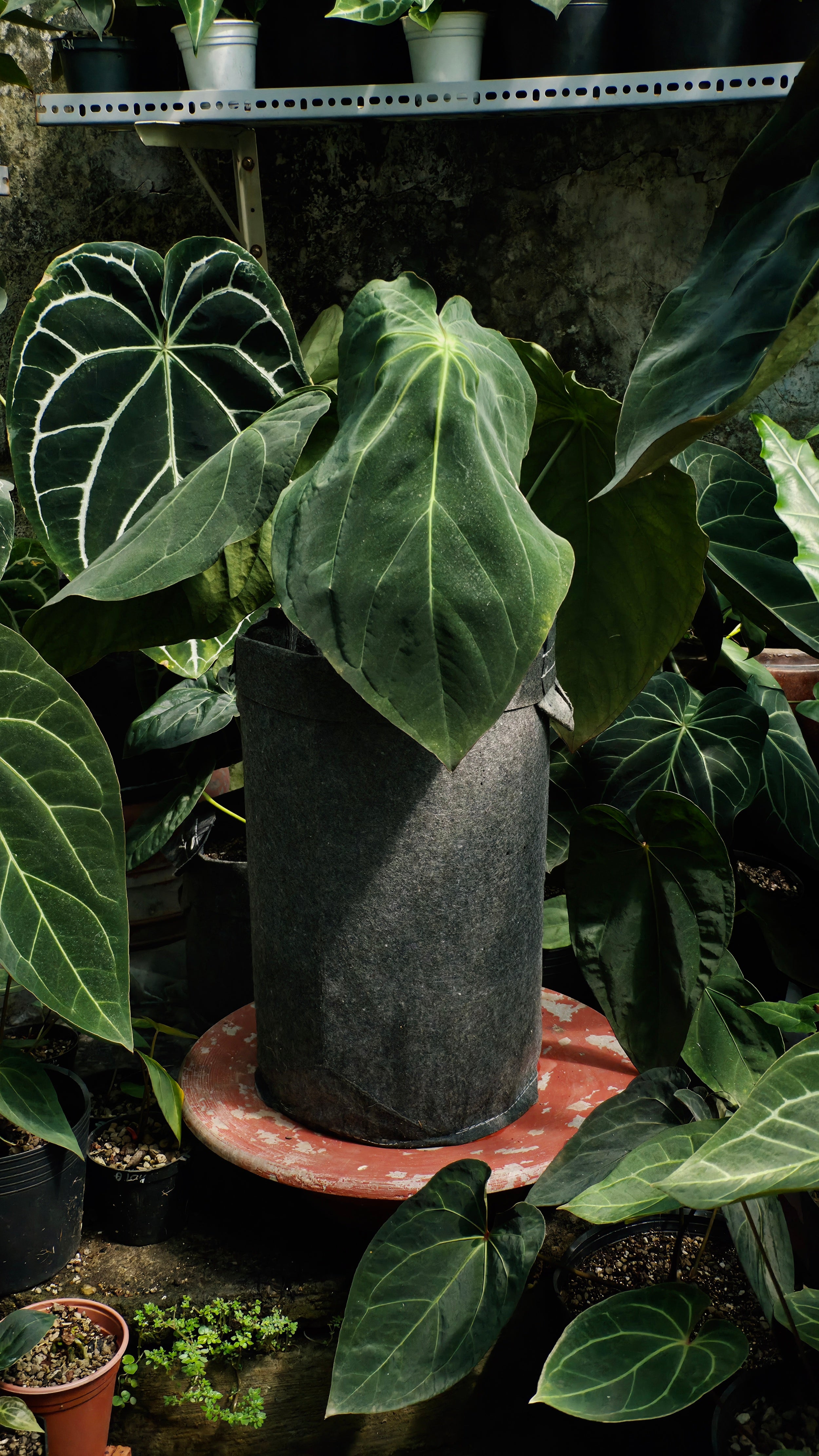 Anthurium ANG 102CLUB: Hera