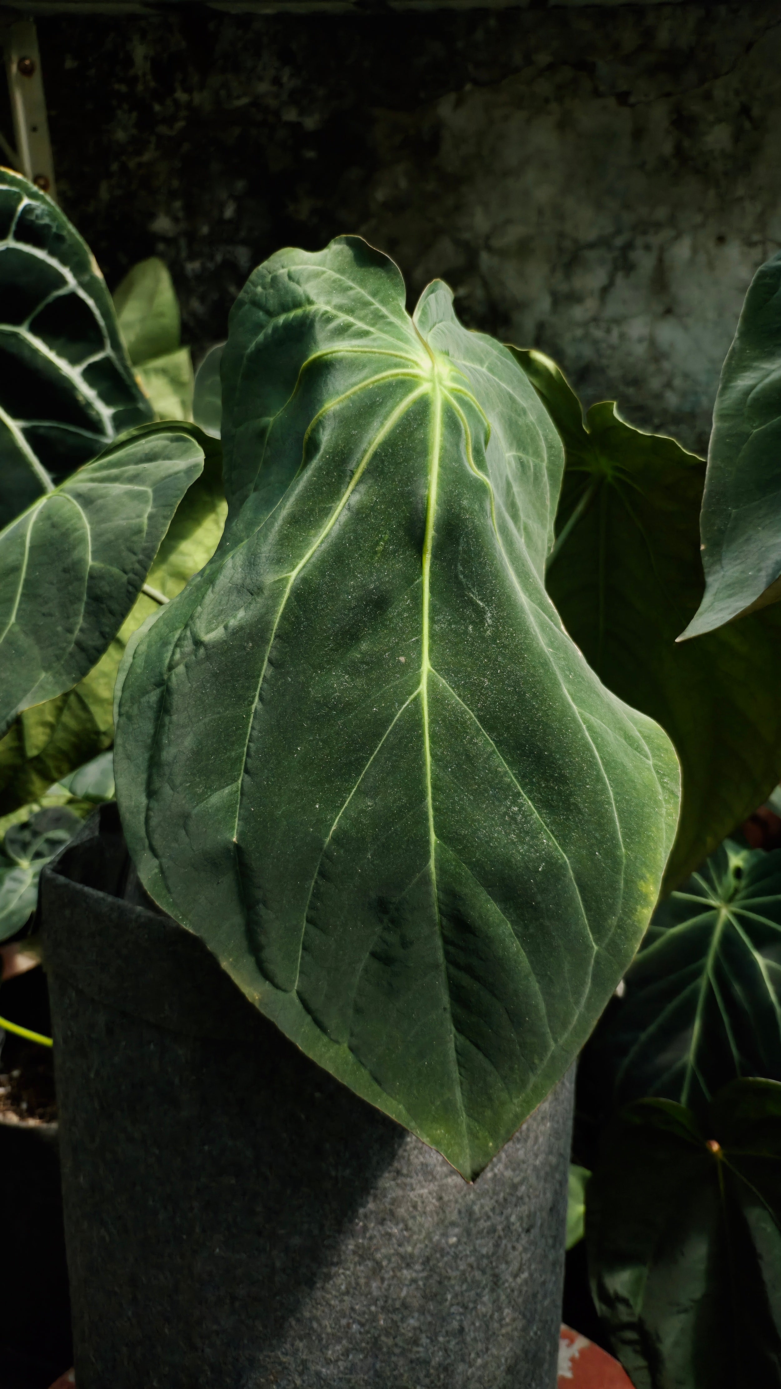 Anthurium ANG 102CLUB: Hera