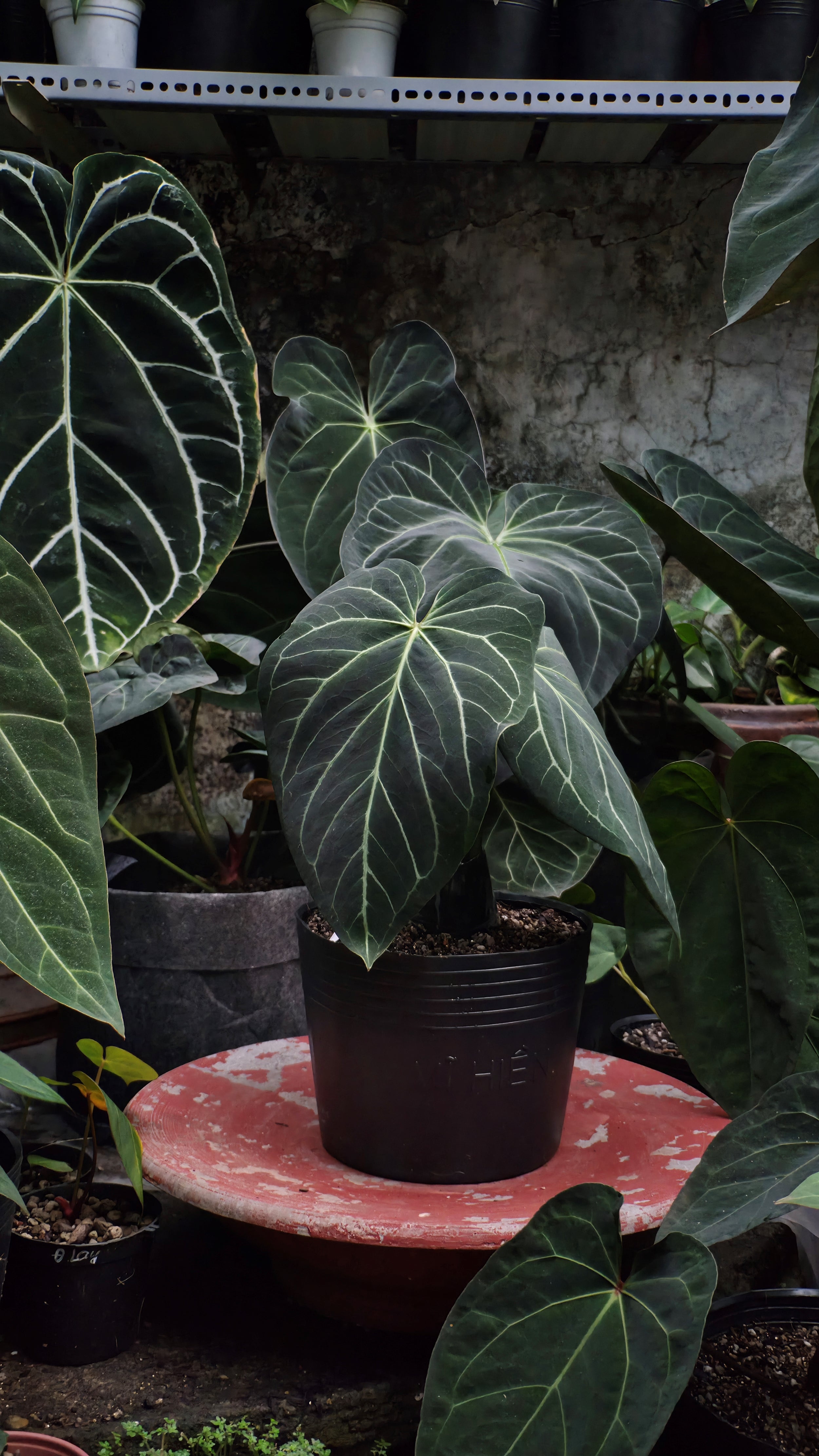 Anthurium ANG 1913