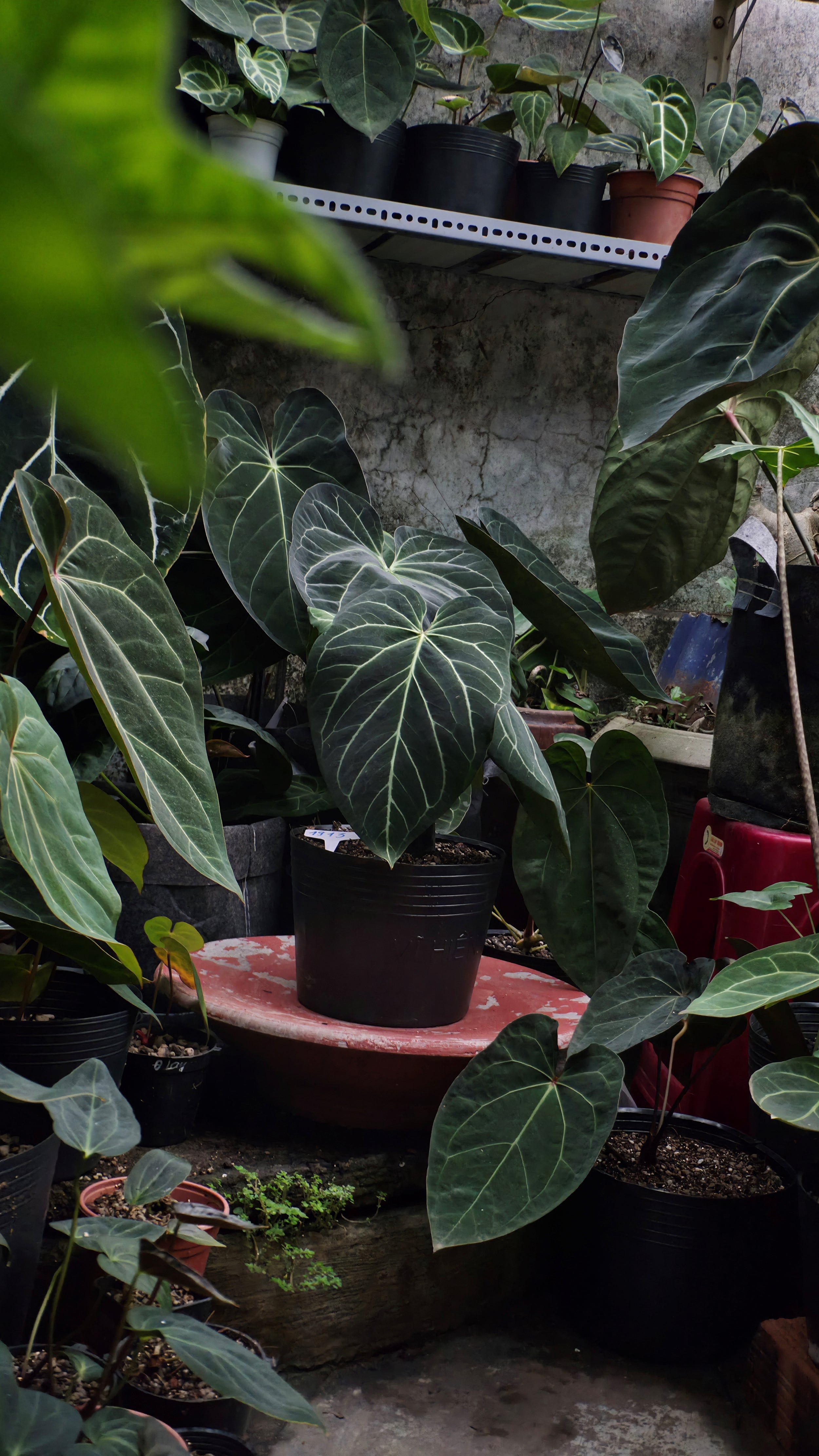 Anthurium ANG 1913