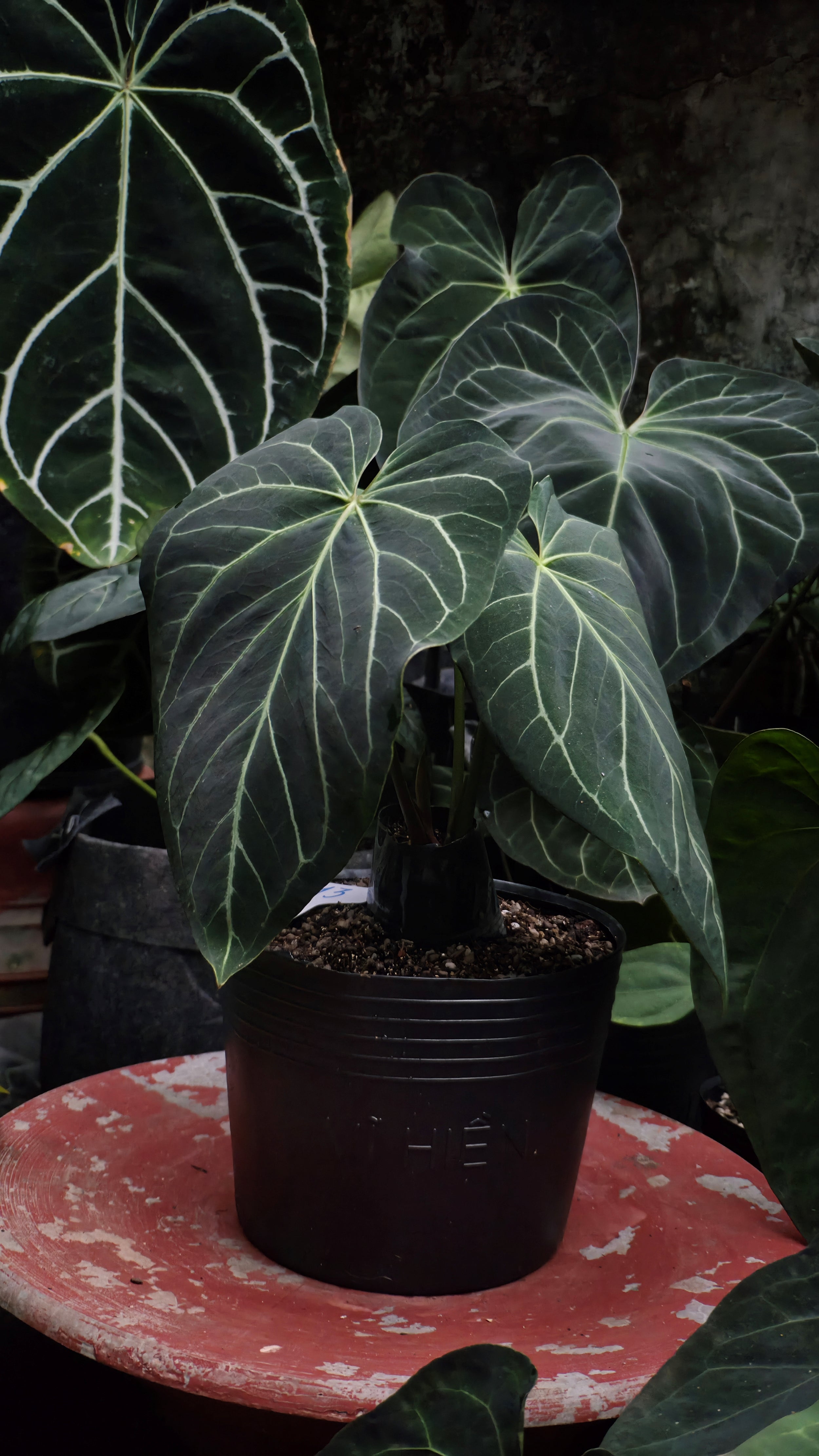 Anthurium ANG 1913