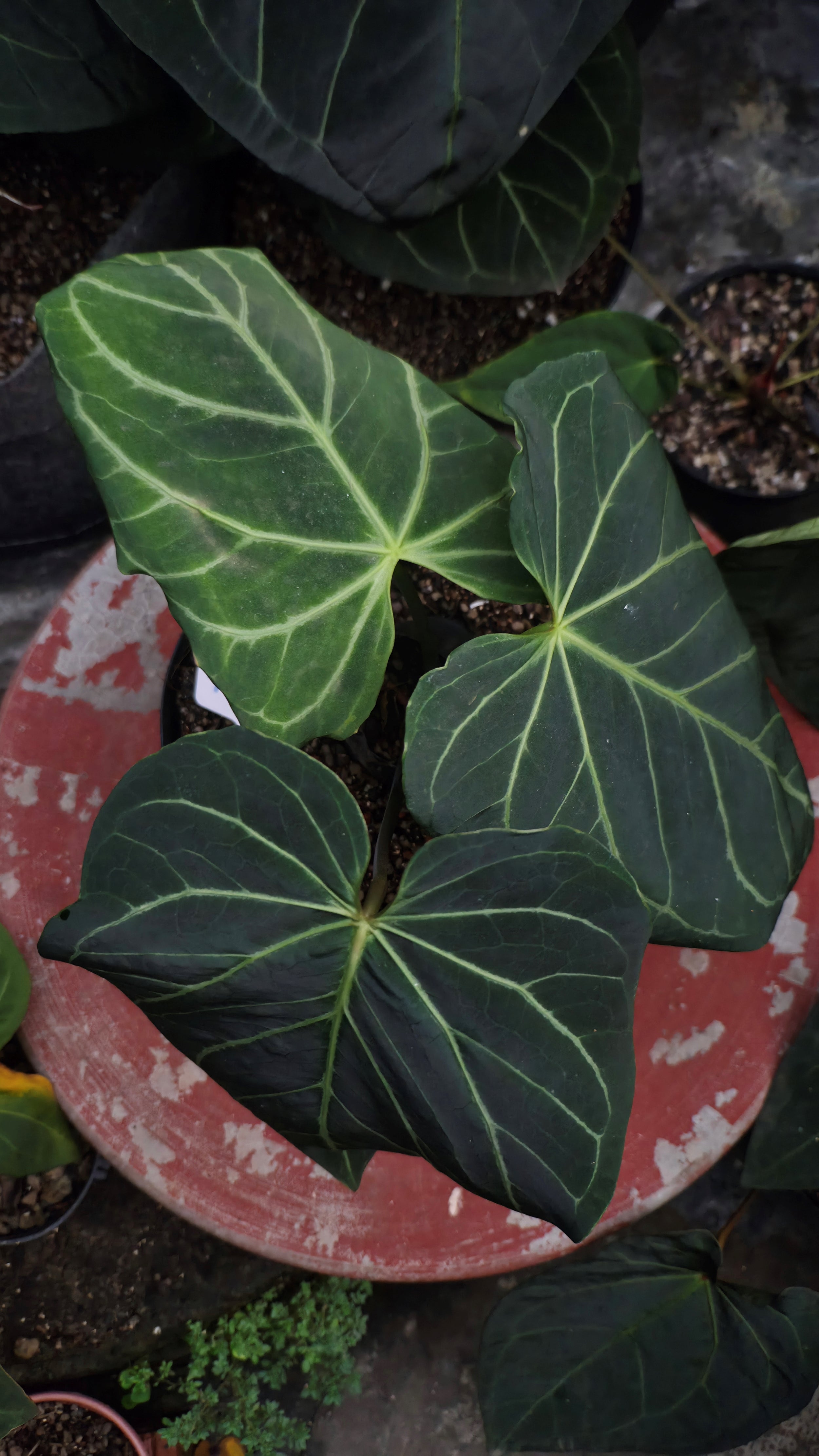 Anthurium ANG 1913