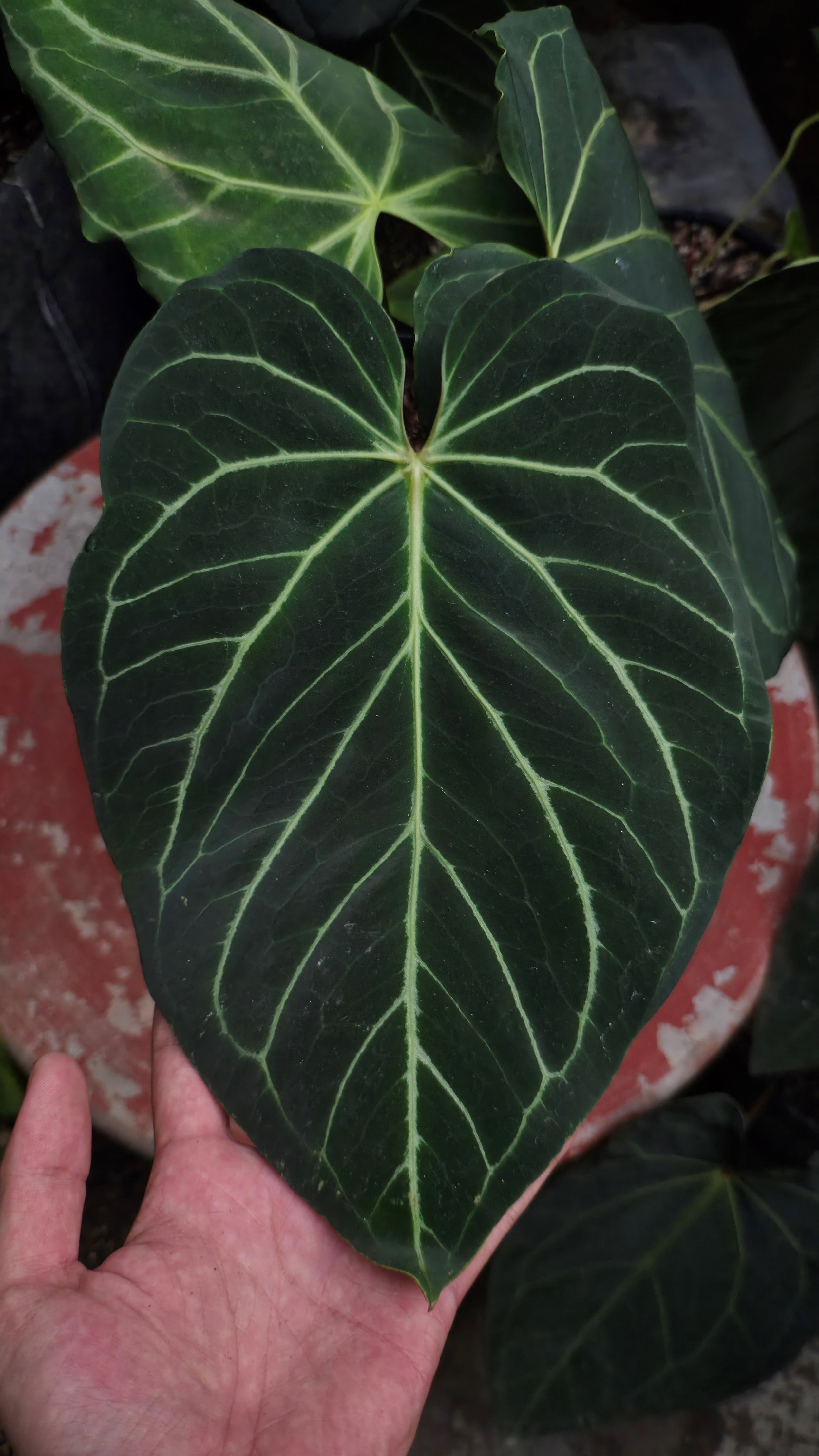Anthurium ANG 1913