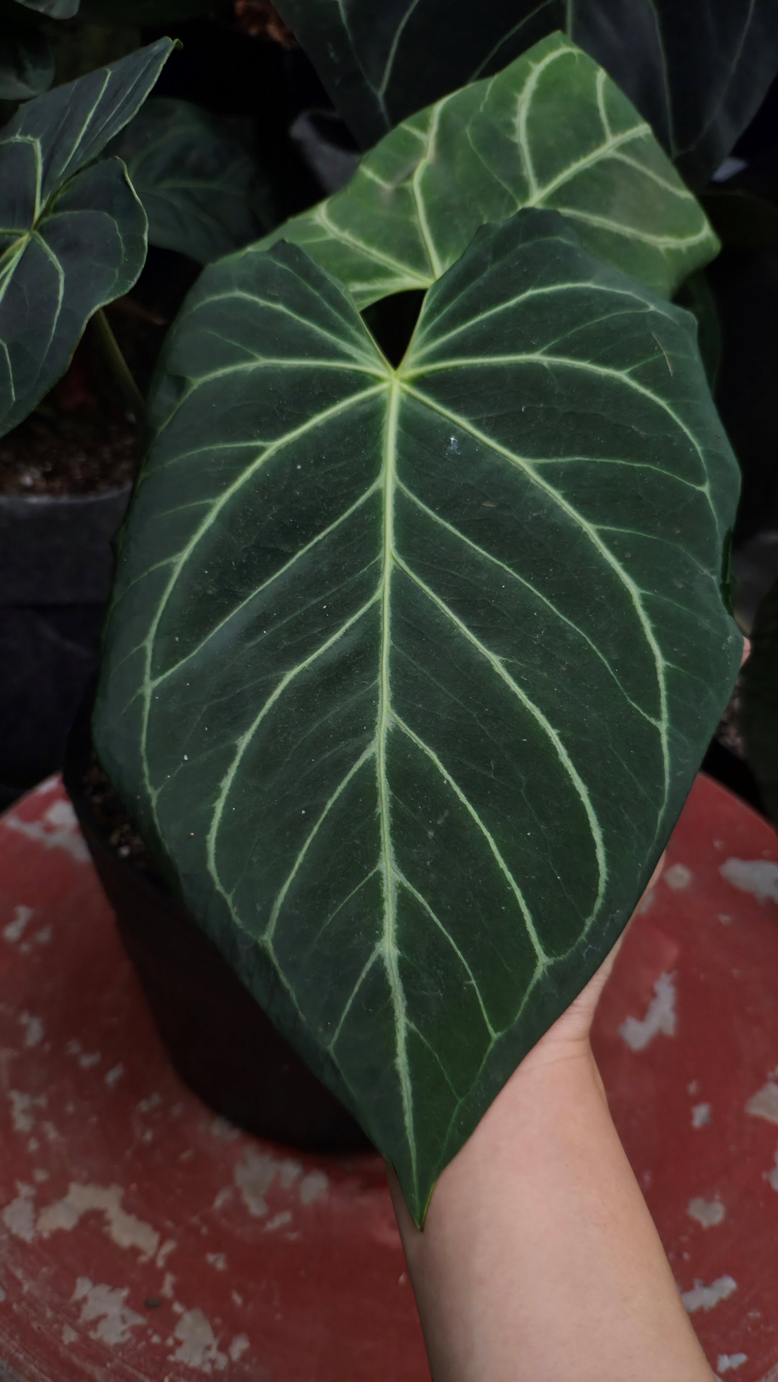 Anthurium ANG 1913