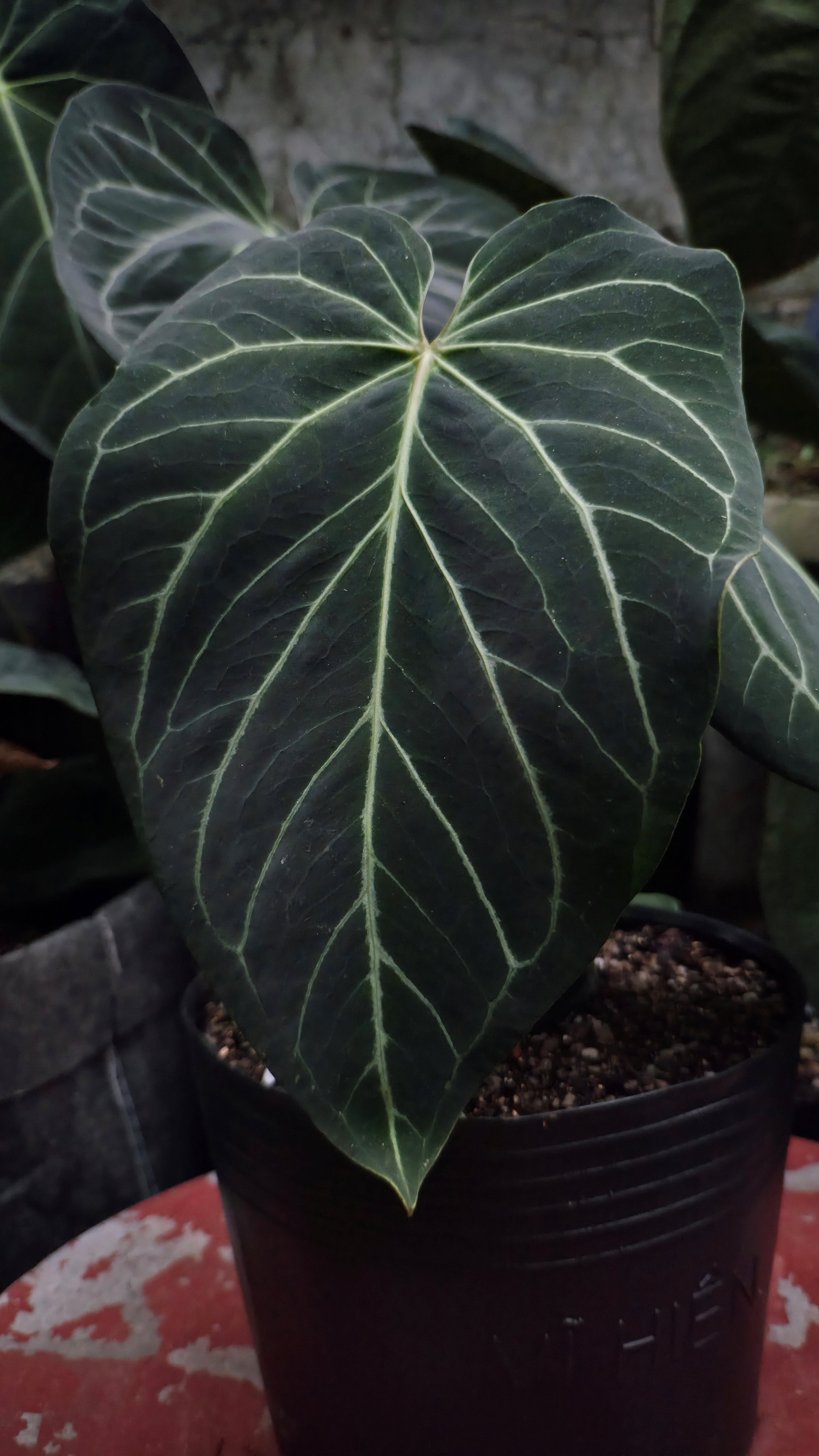 Anthurium ANG 1913