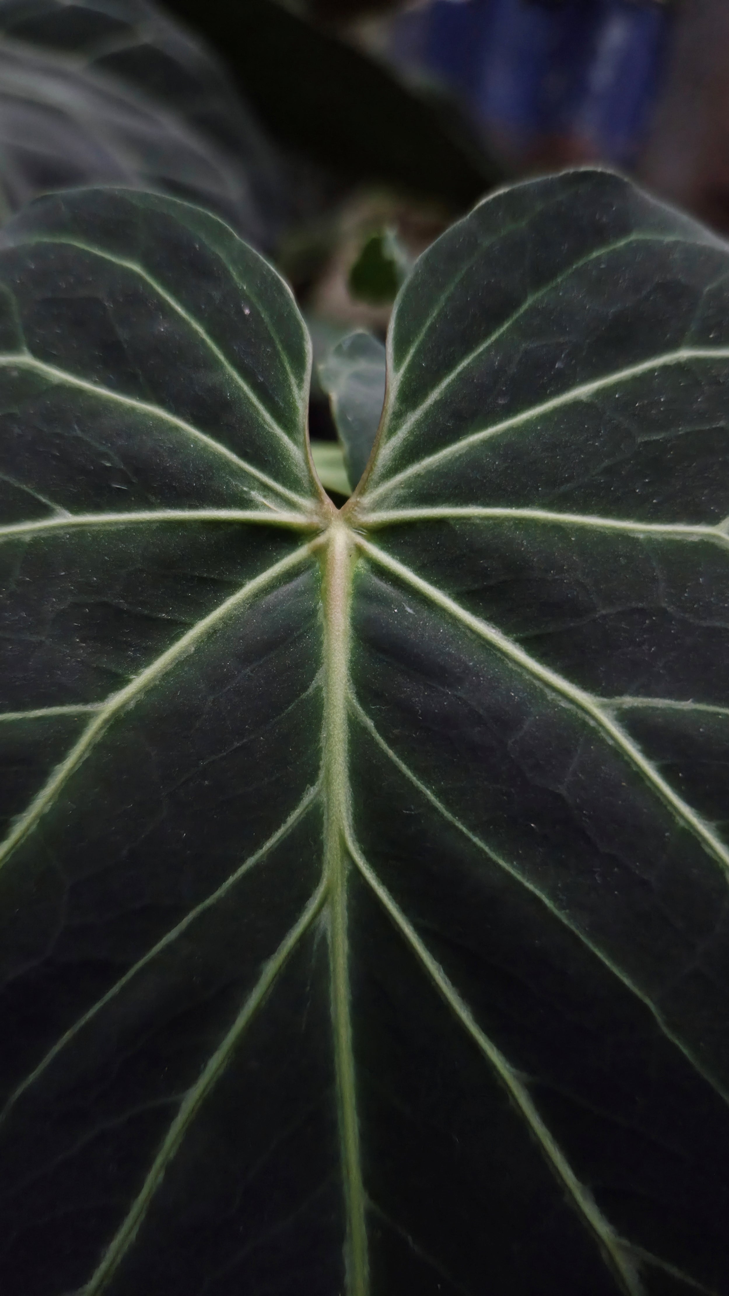 Anthurium ANG 1913