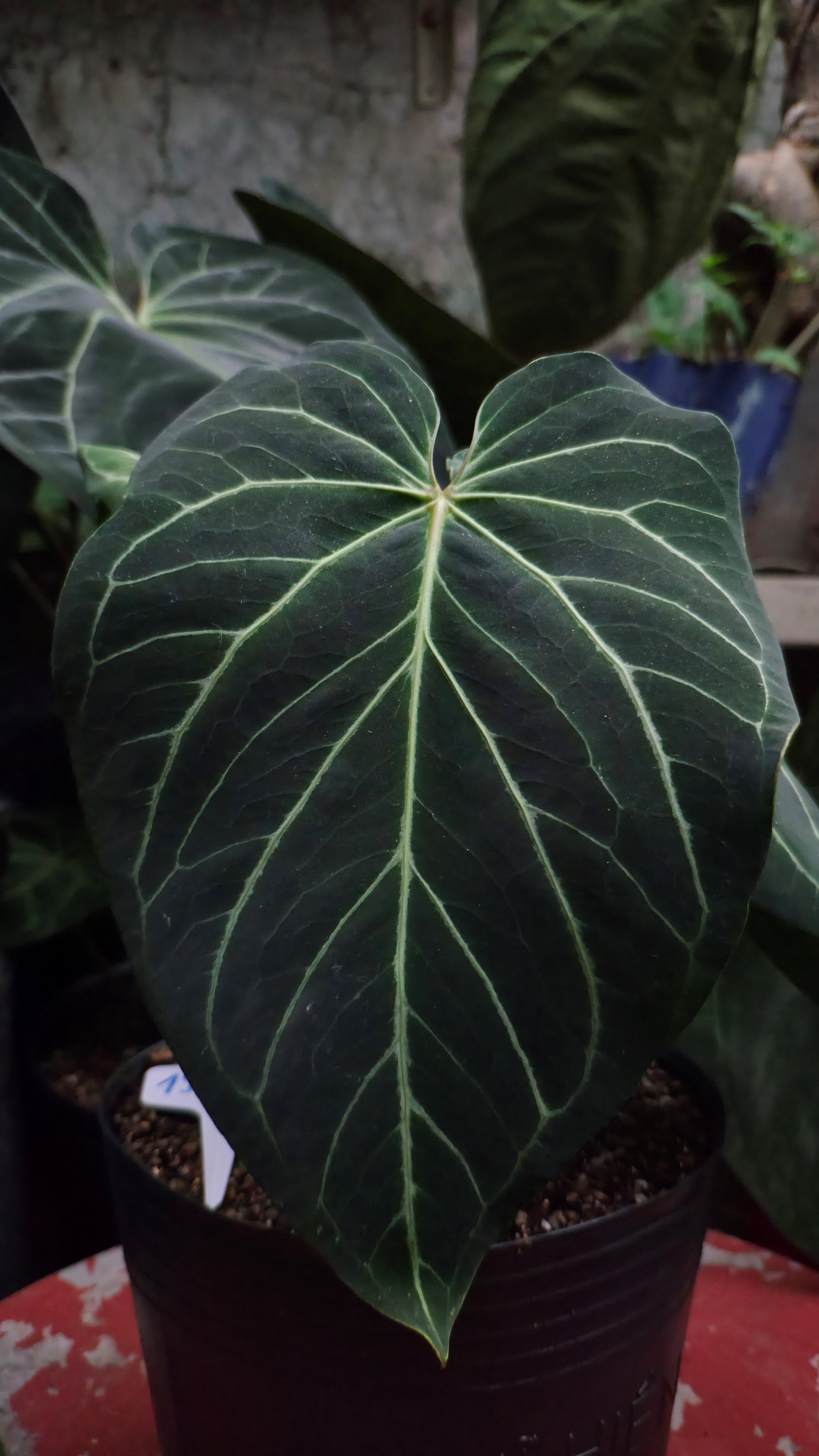 Anthurium ANG 1913