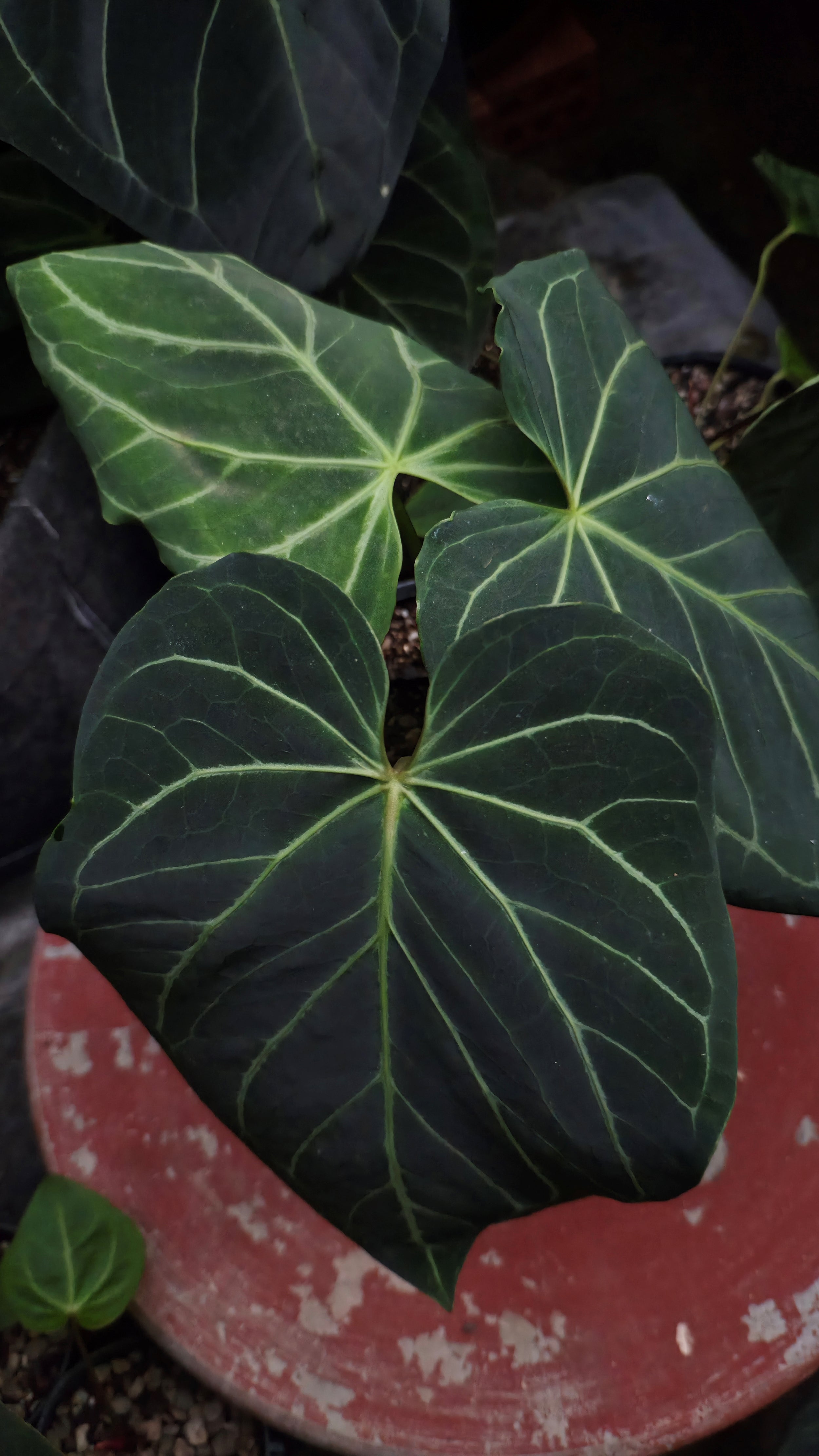 Anthurium ANG 1913