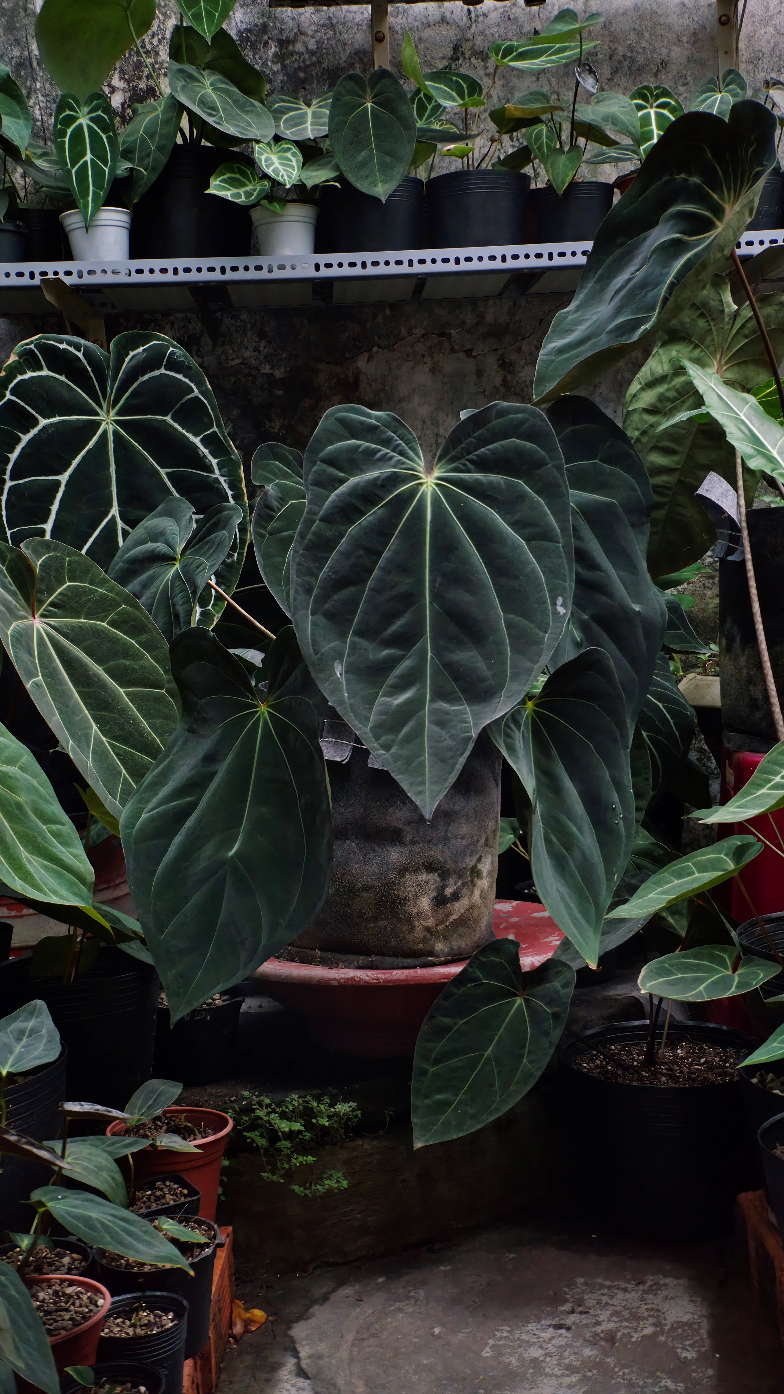 Anthurium ANG 1914 (3 in 1)