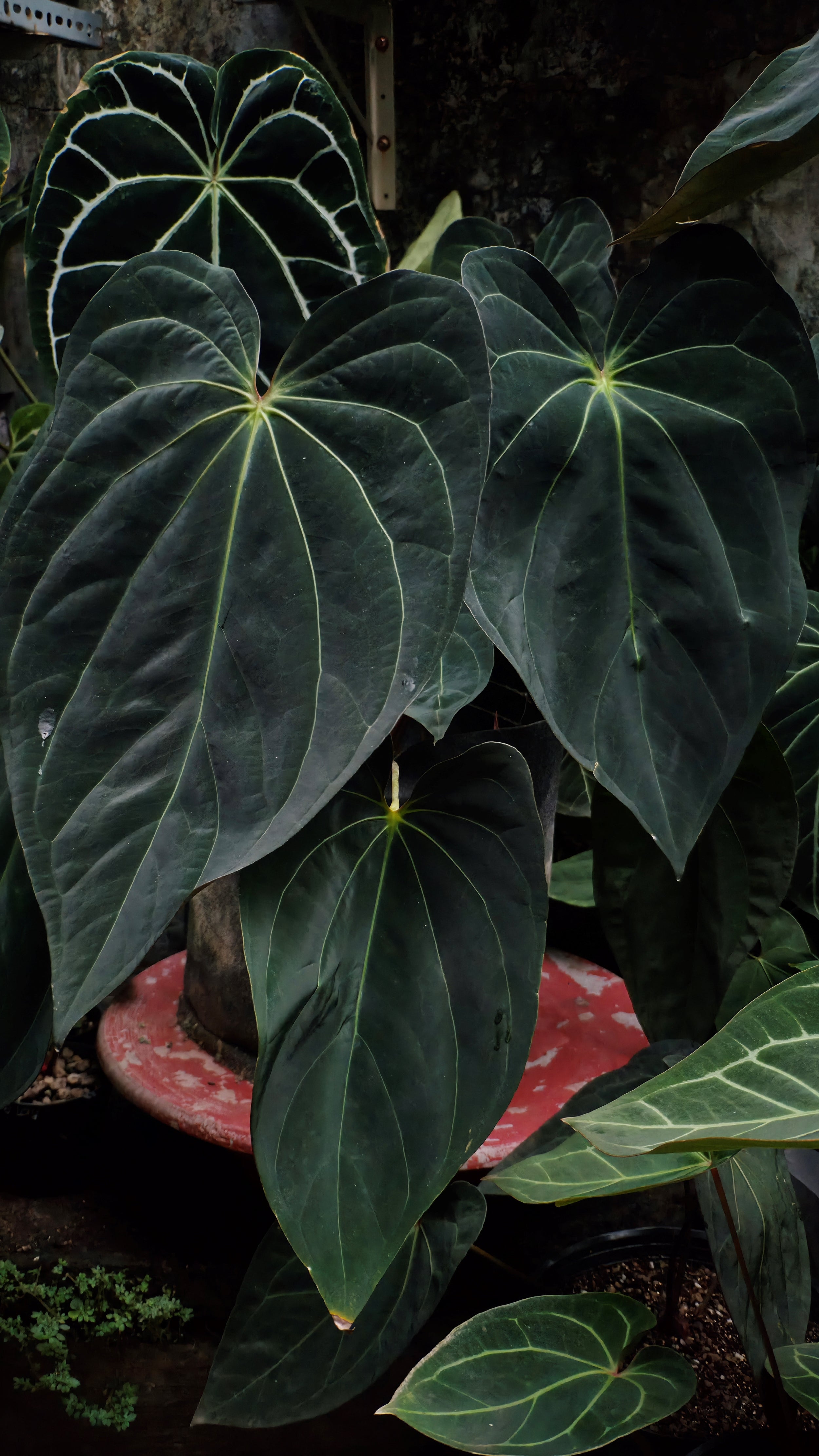 Anthurium ANG 1914 (3 in 1)