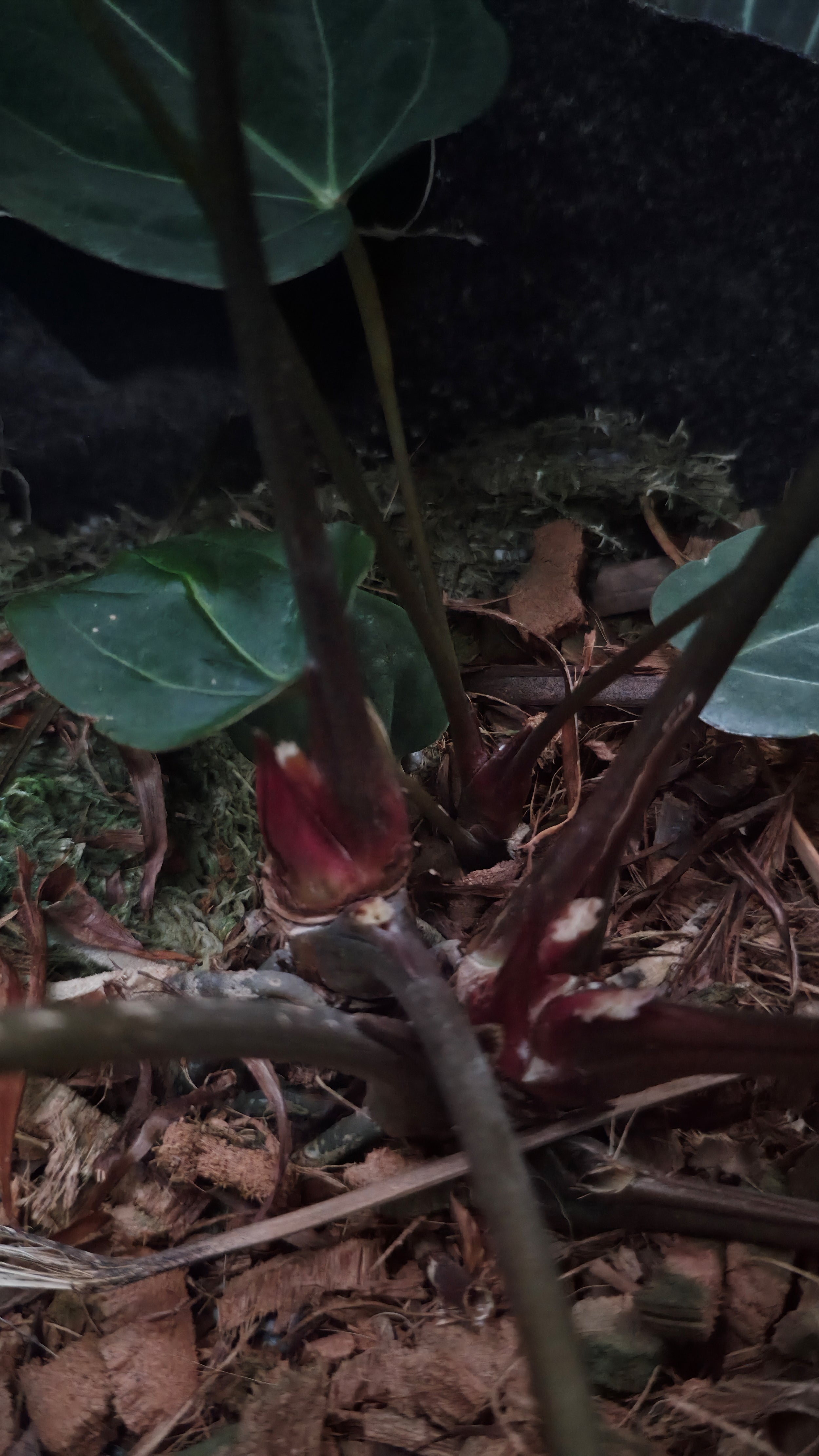 Anthurium ANG 1914 (3 in 1)