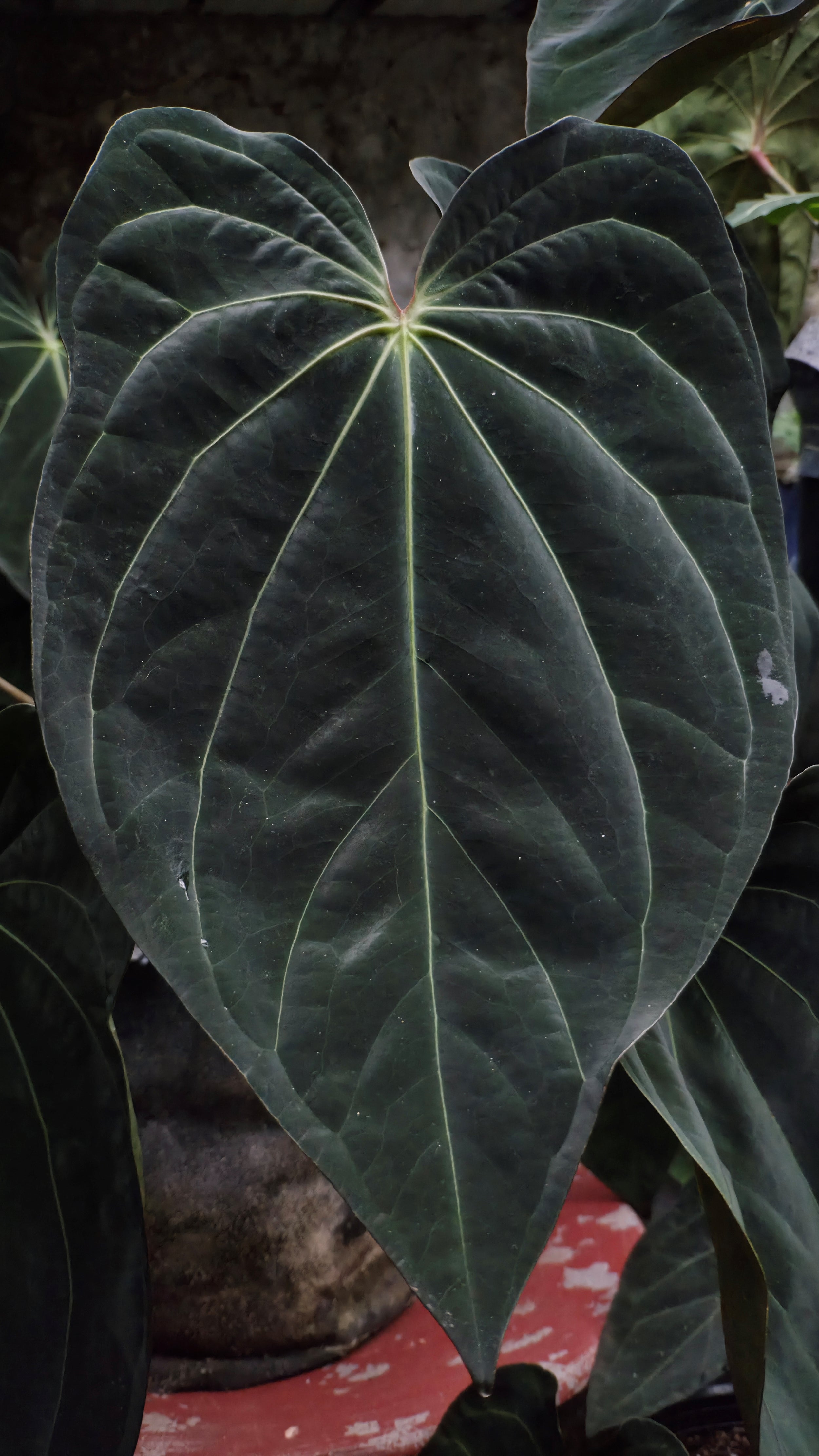 Anthurium ANG 1914 (3 in 1)