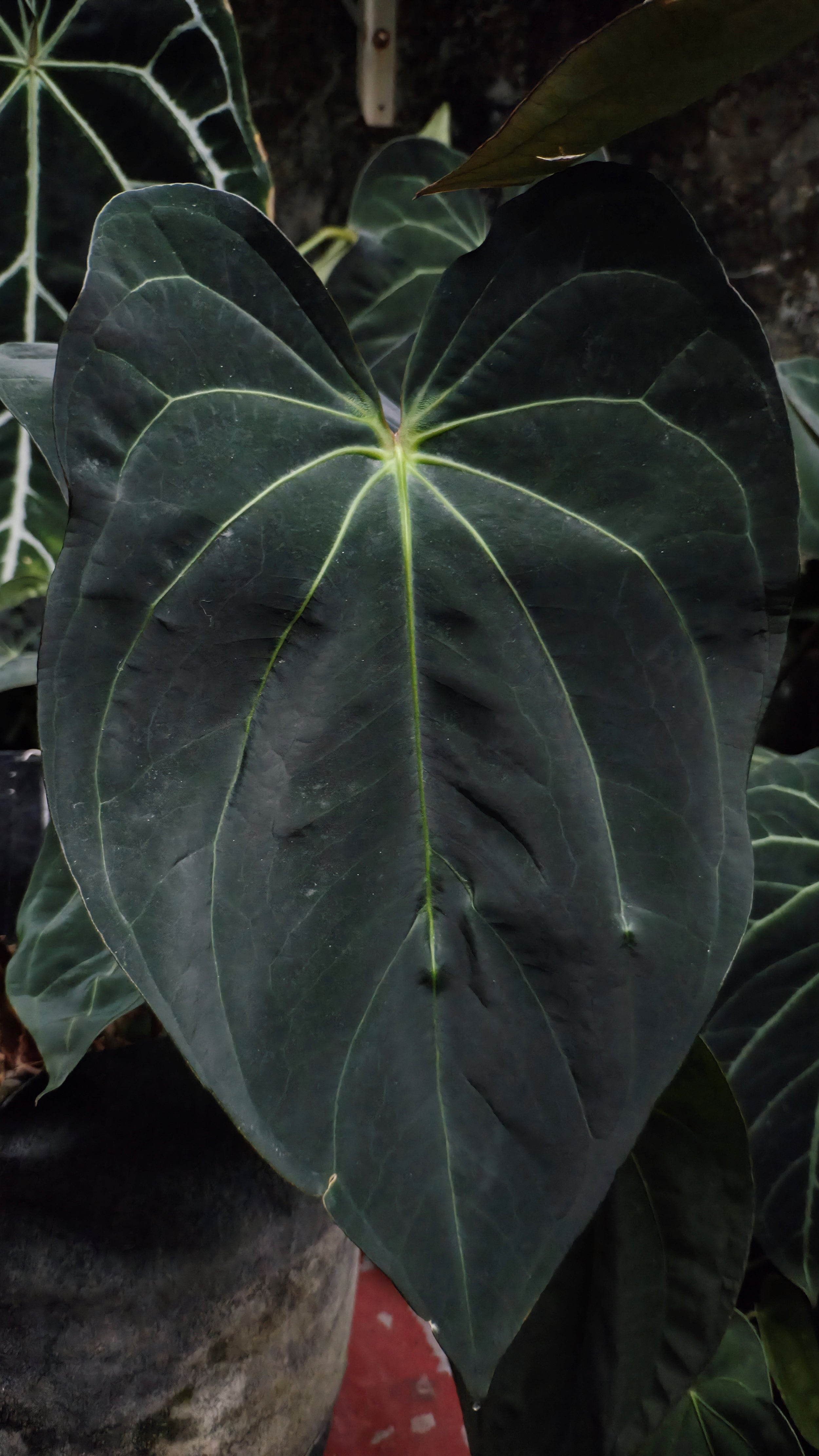 Anthurium ANG 1914 (3 in 1)
