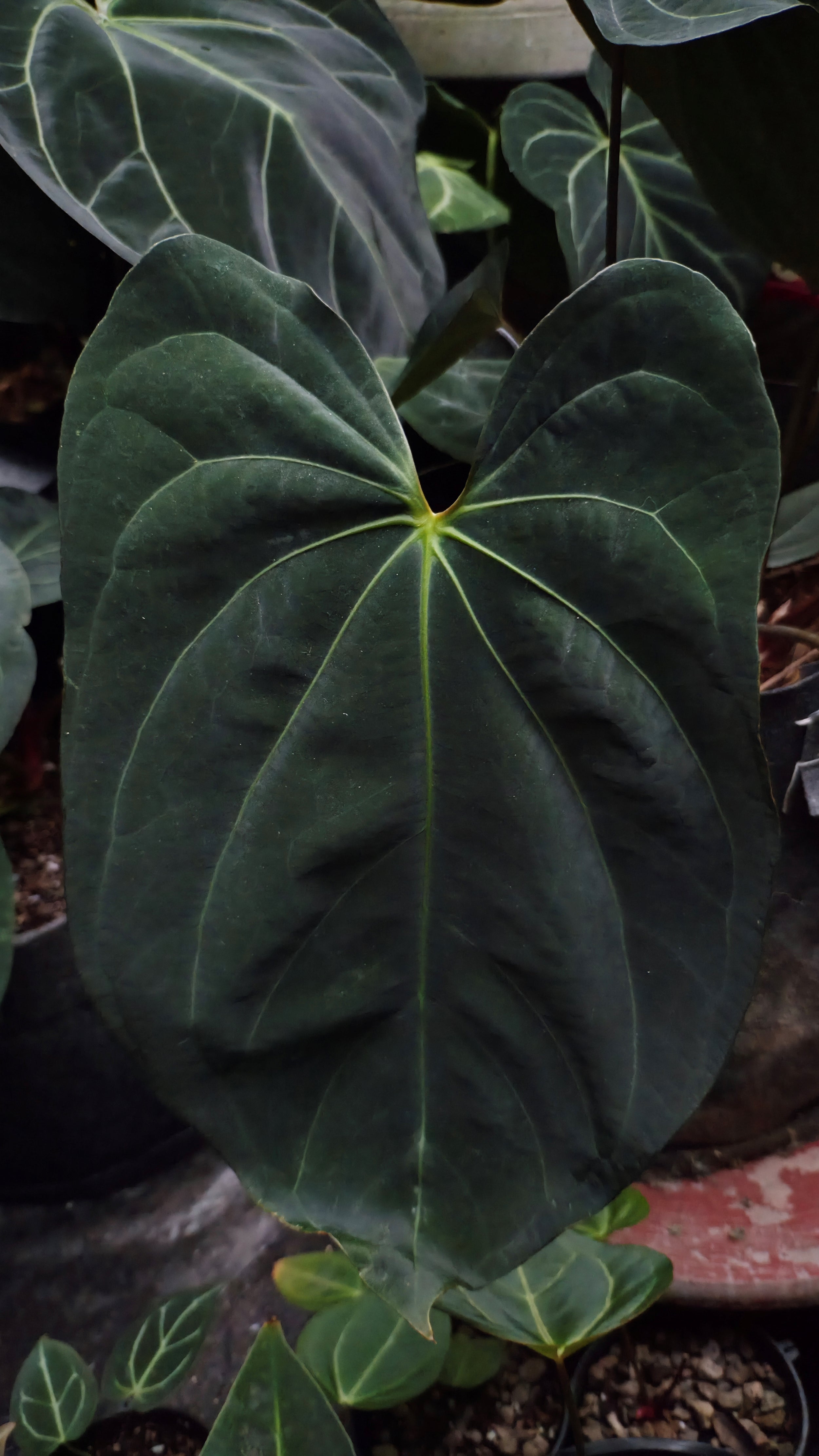 Anthurium ANG 1914 (3 in 1)