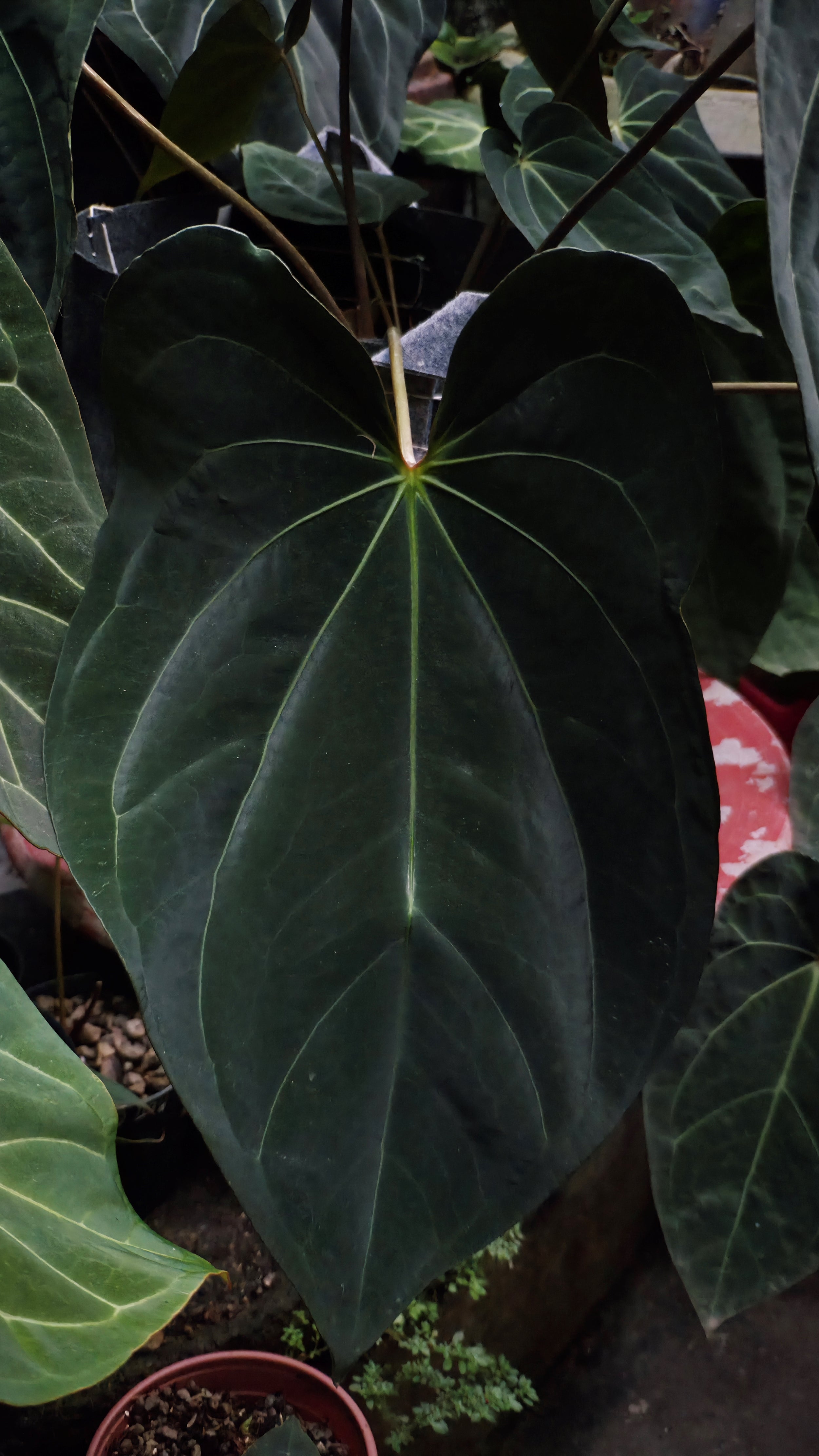 Anthurium ANG 1914 (3 in 1)