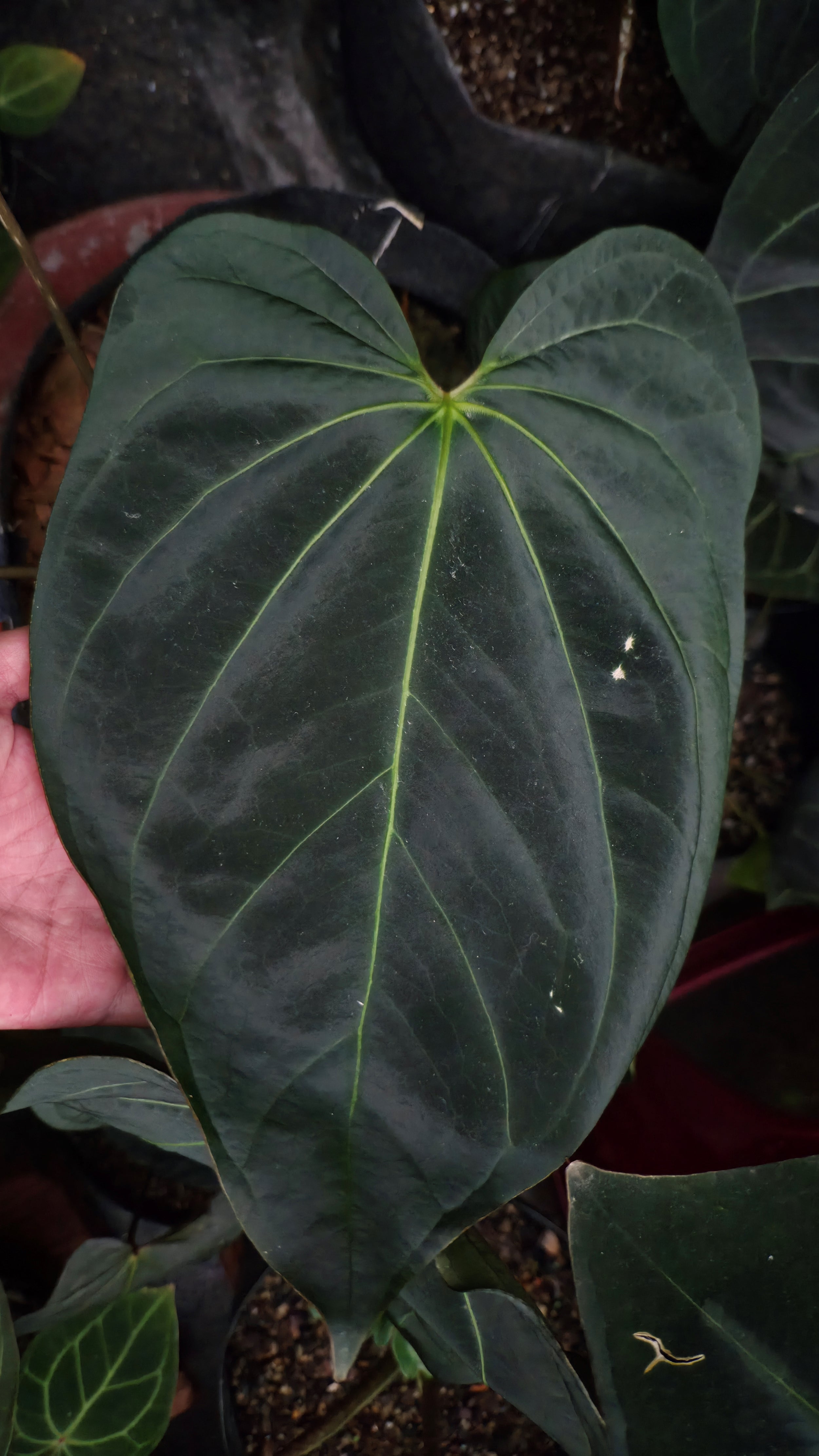 Anthurium ANG 1914 (3 in 1)