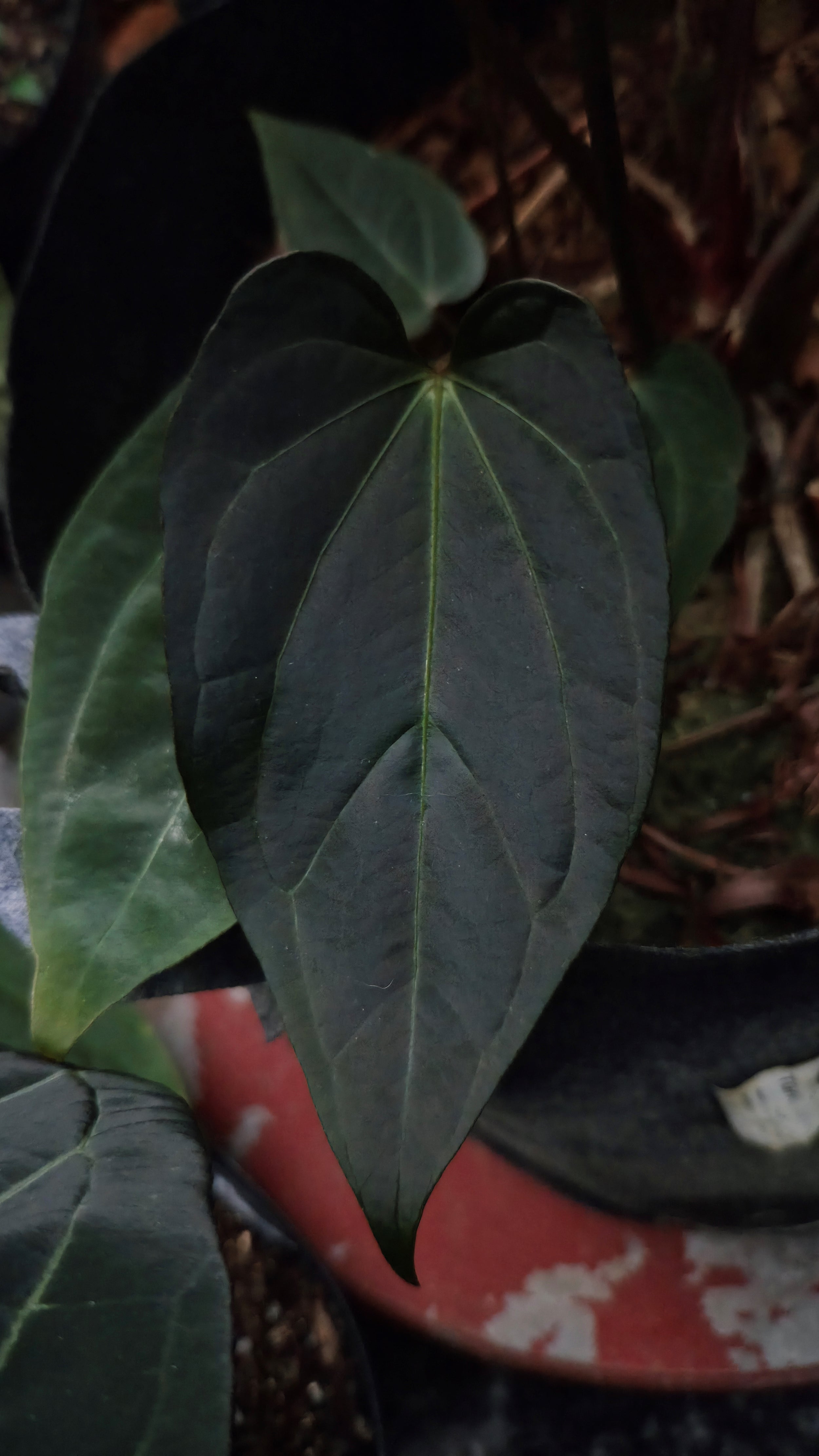 Anthurium ANG 1914 (3 in 1)