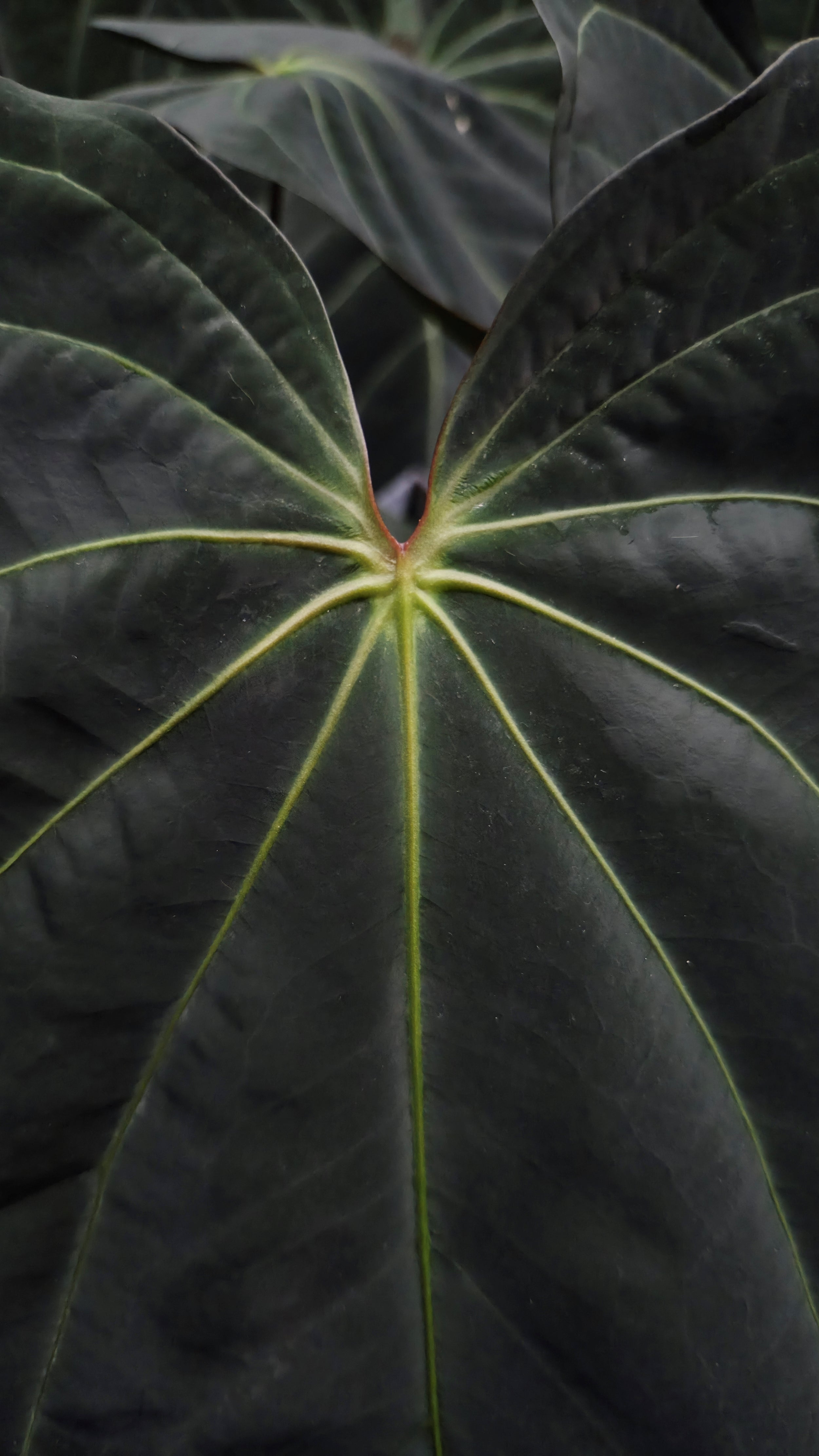 Anthurium ANG 1914 (3 in 1)