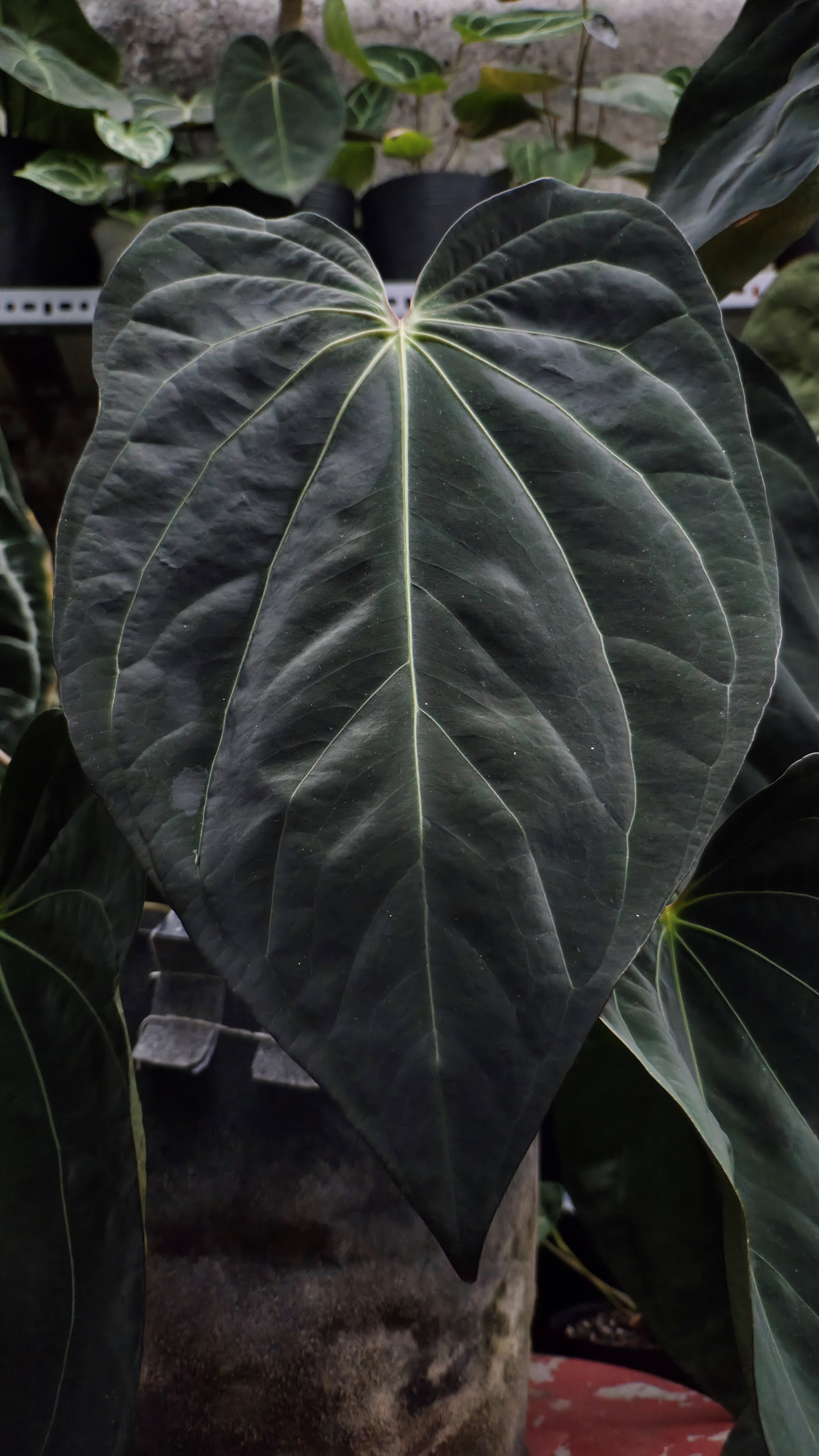 Anthurium ANG 1914 (3 in 1)