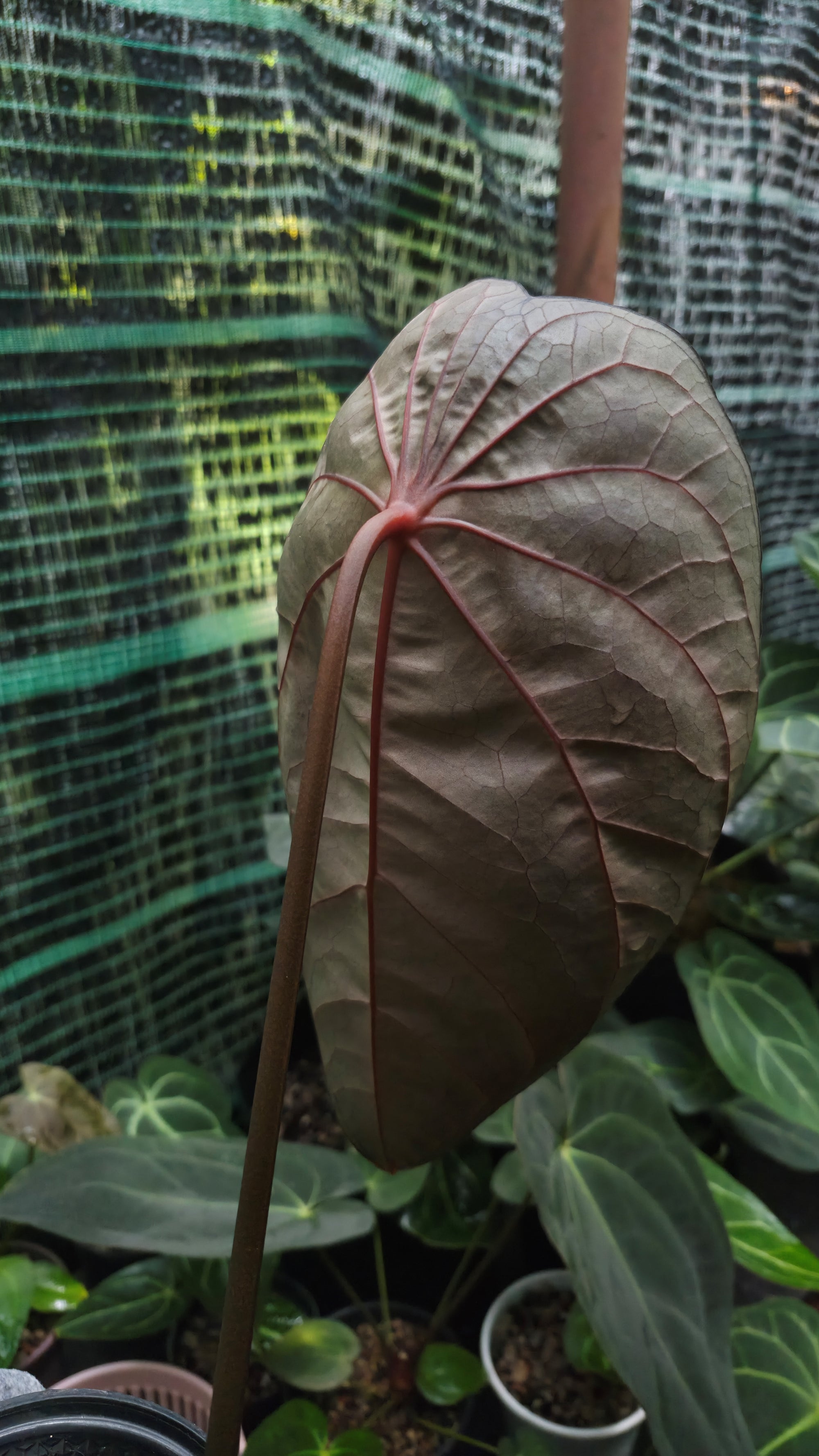 Anthurium ANG 102CLUB: Yggdrasil