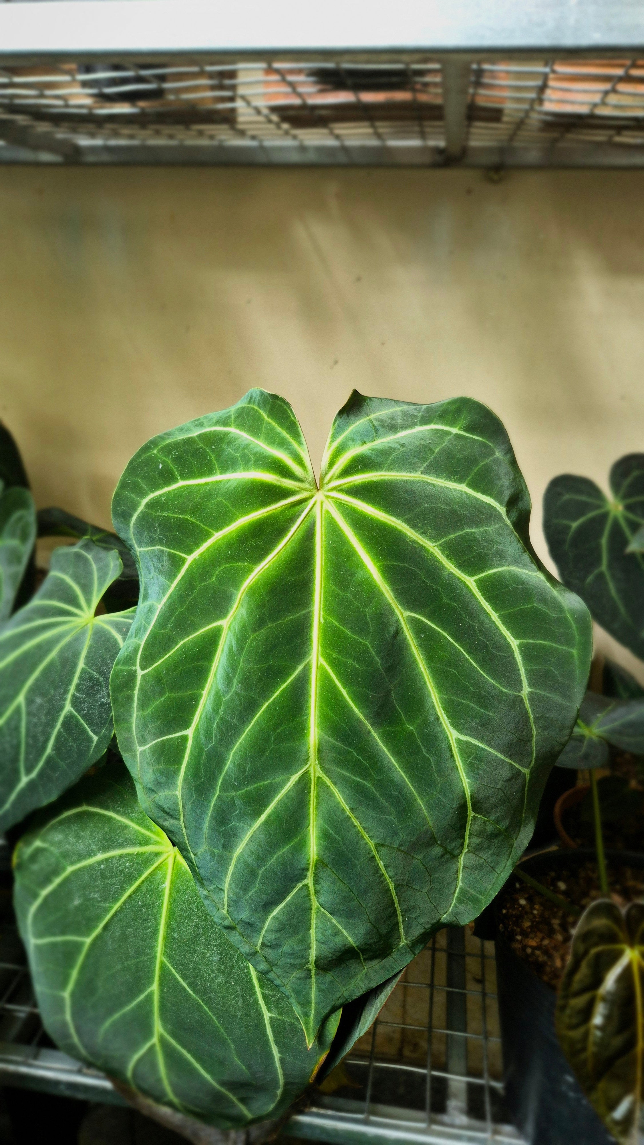 Anthurium ANG Magnificum 