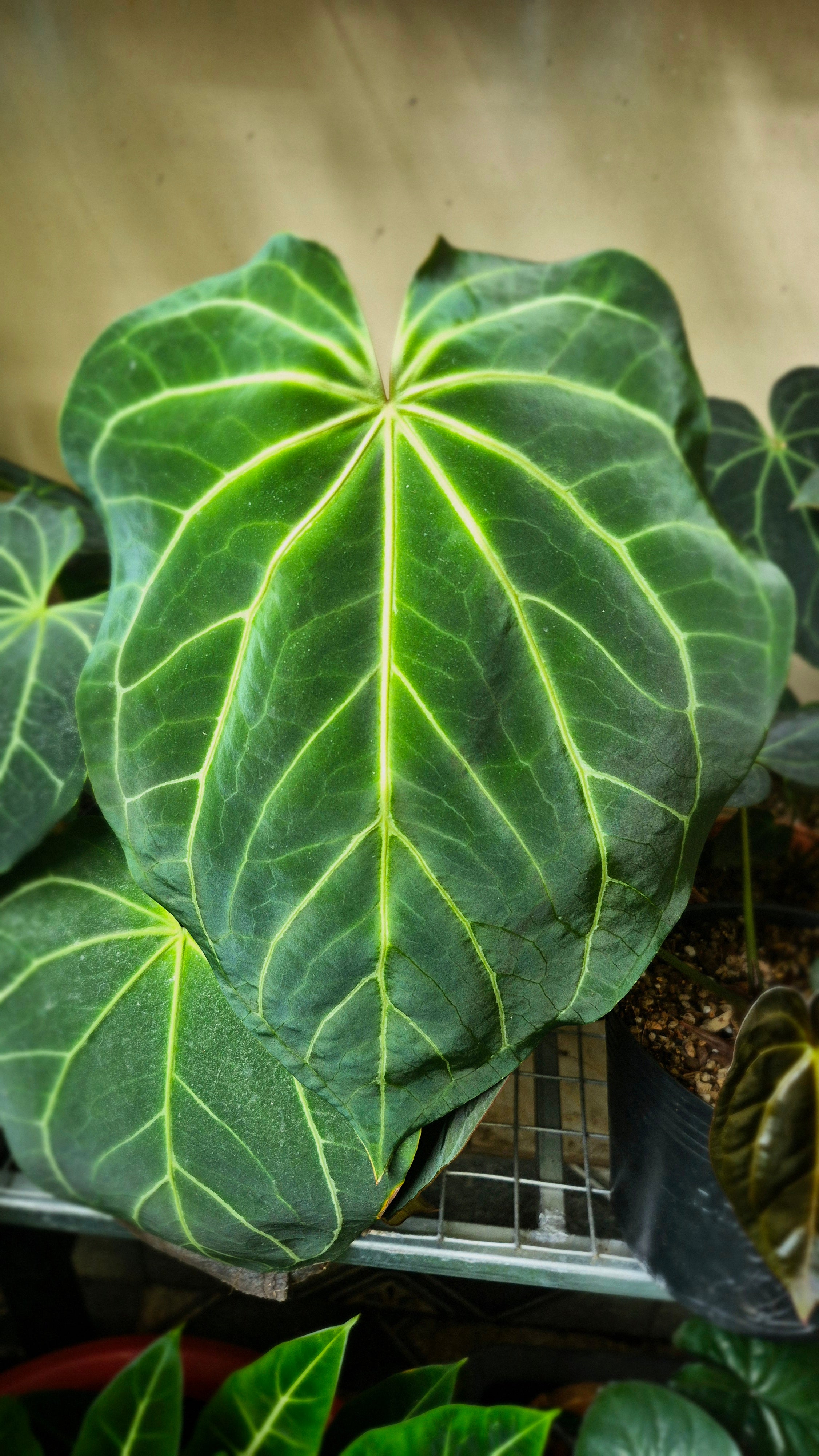 Anthurium ANG Magnificum "Comet"