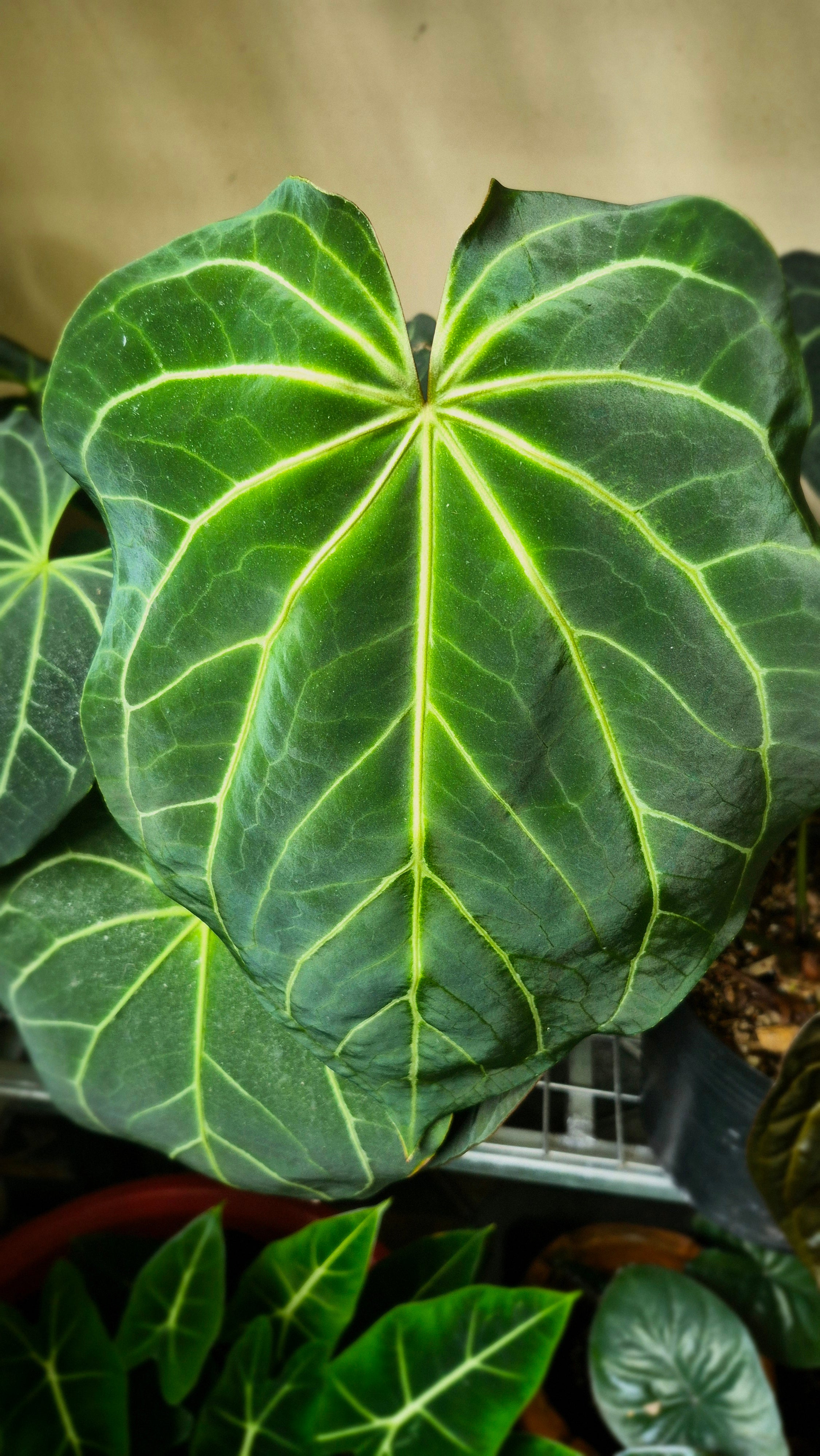 Anthurium ANG Magnificum 