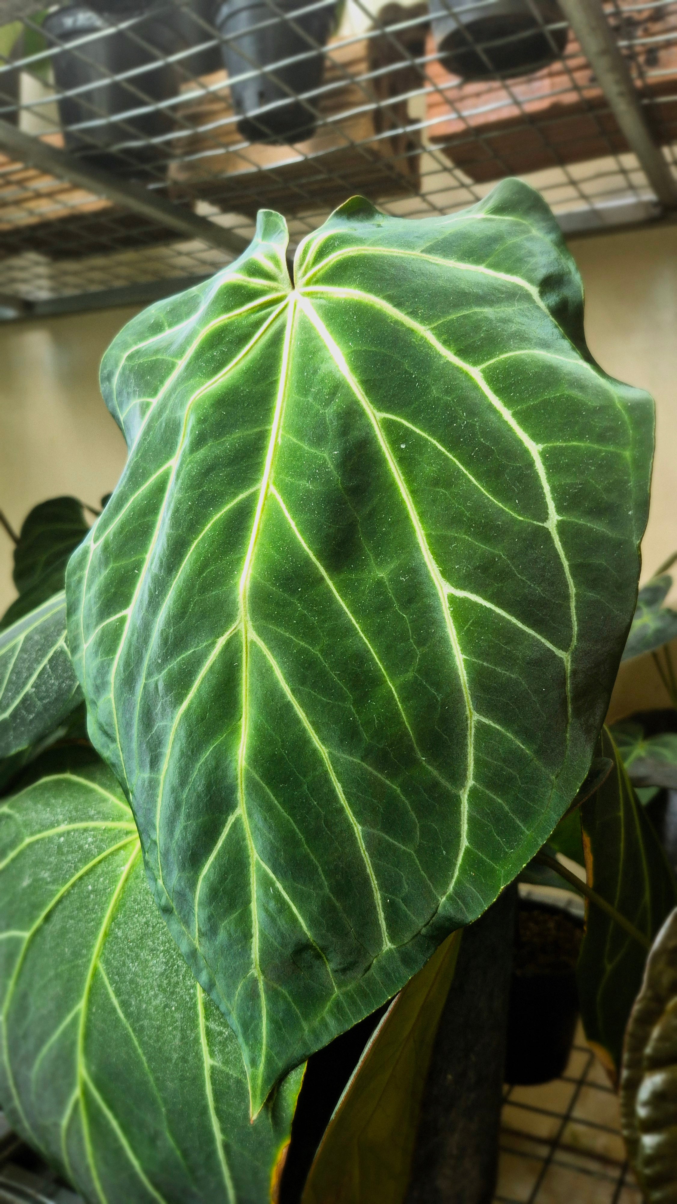 Anthurium ANG Magnificum 