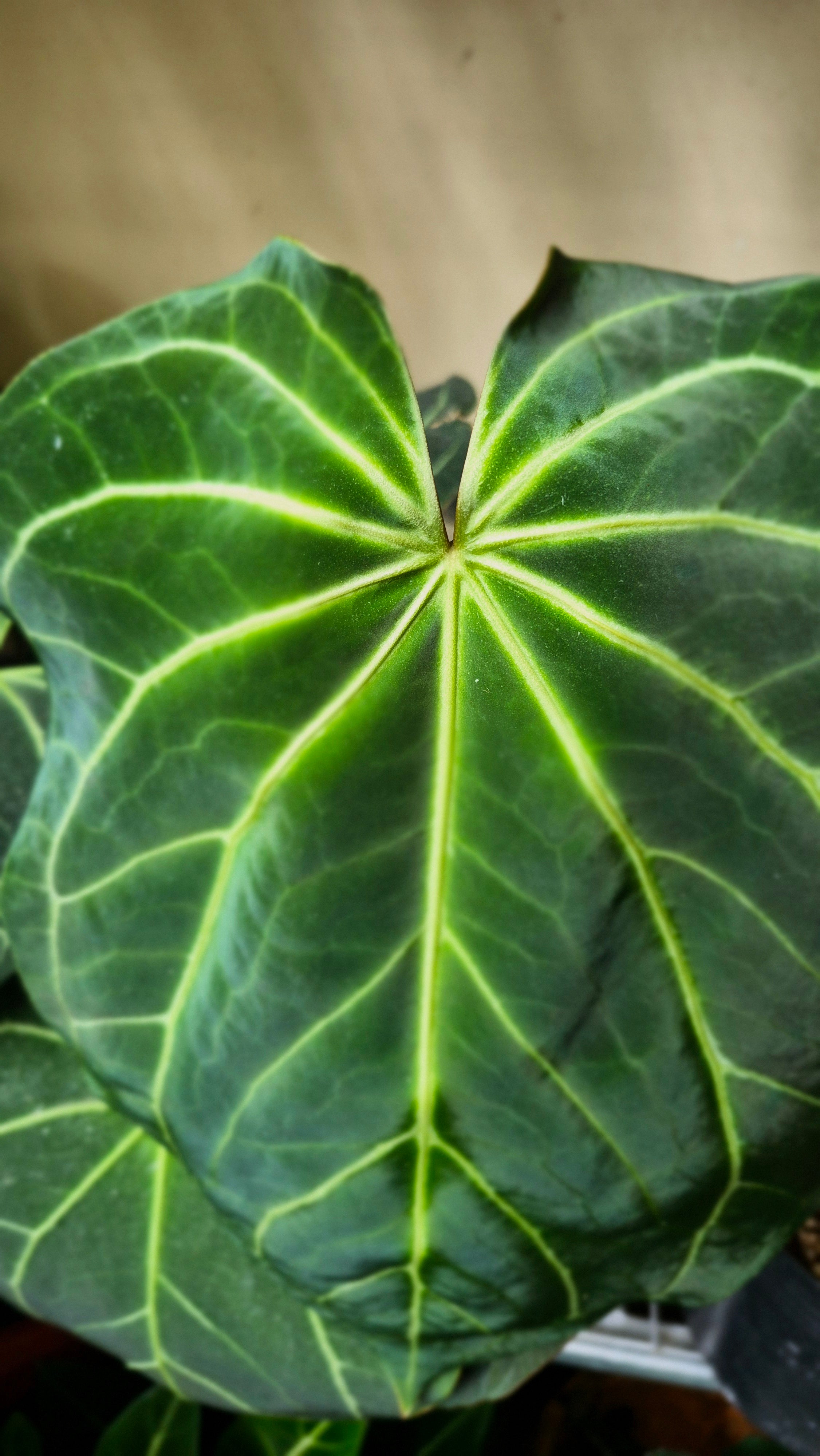 Anthurium ANG Magnificum 