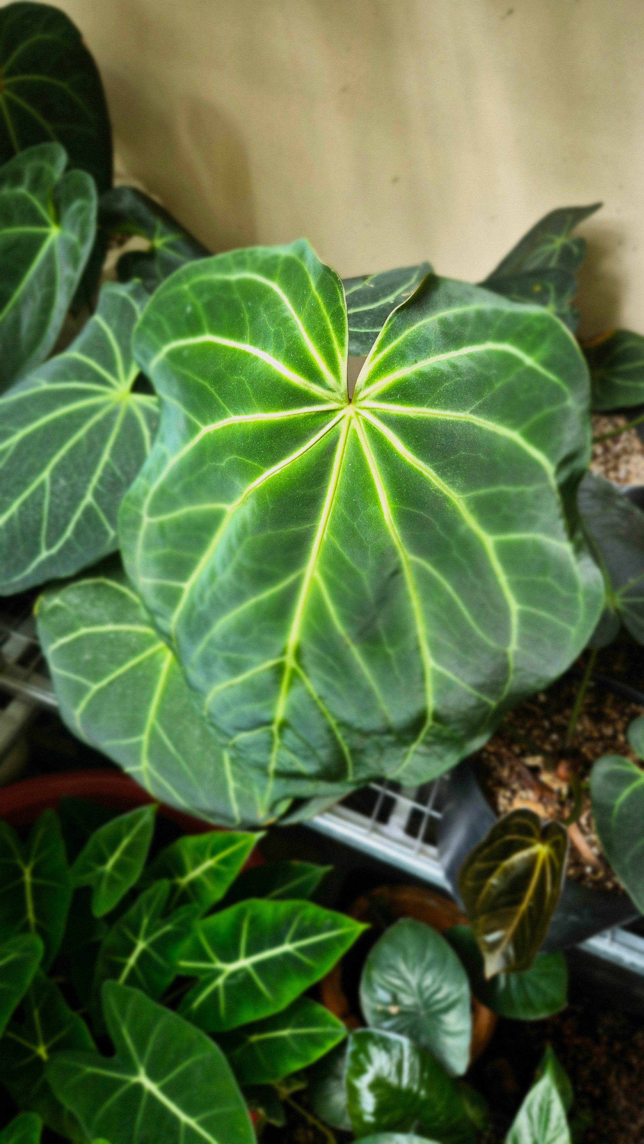 Anthurium ANG Magnificum 