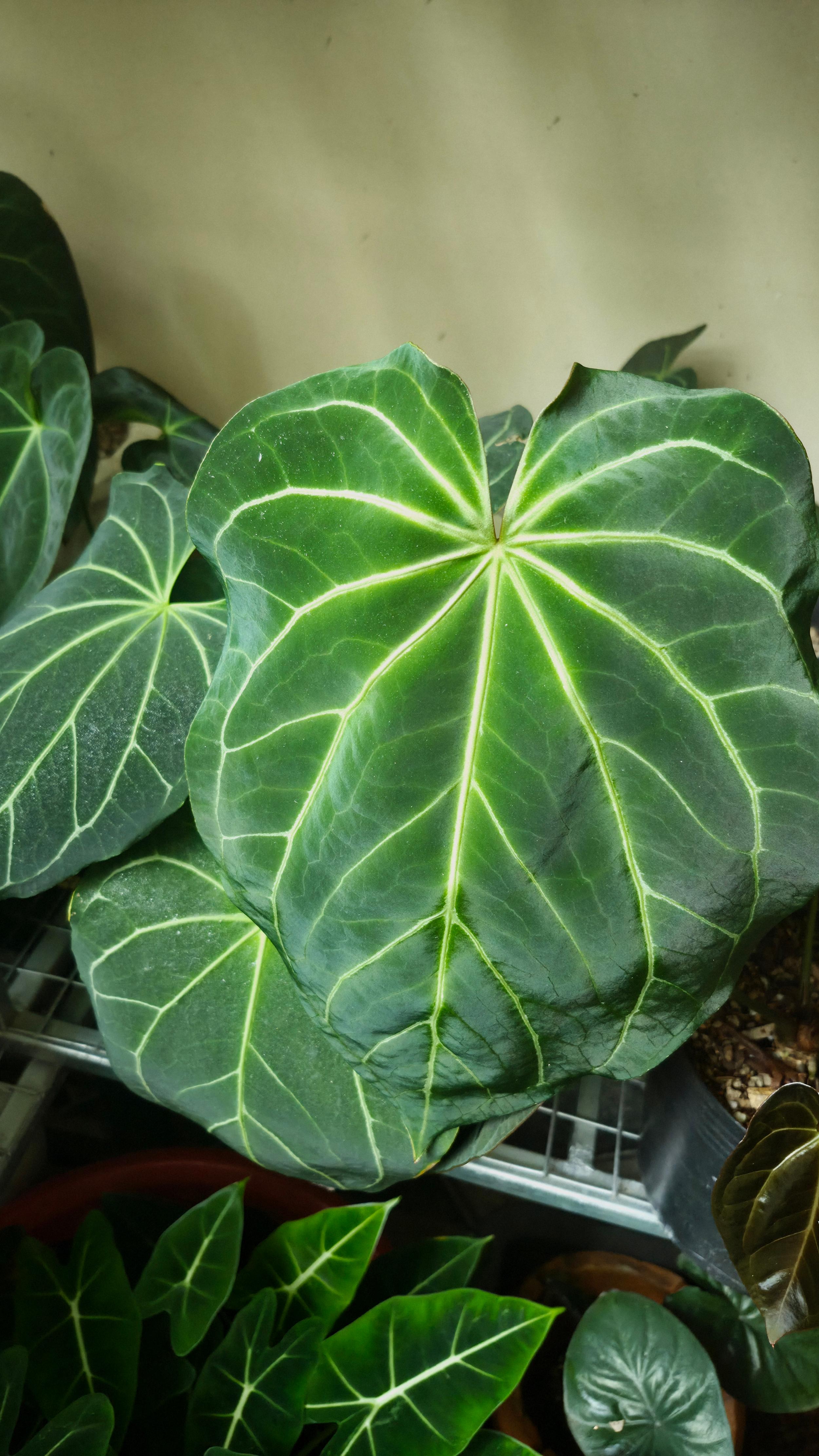 Anthurium ANG Magnificum 