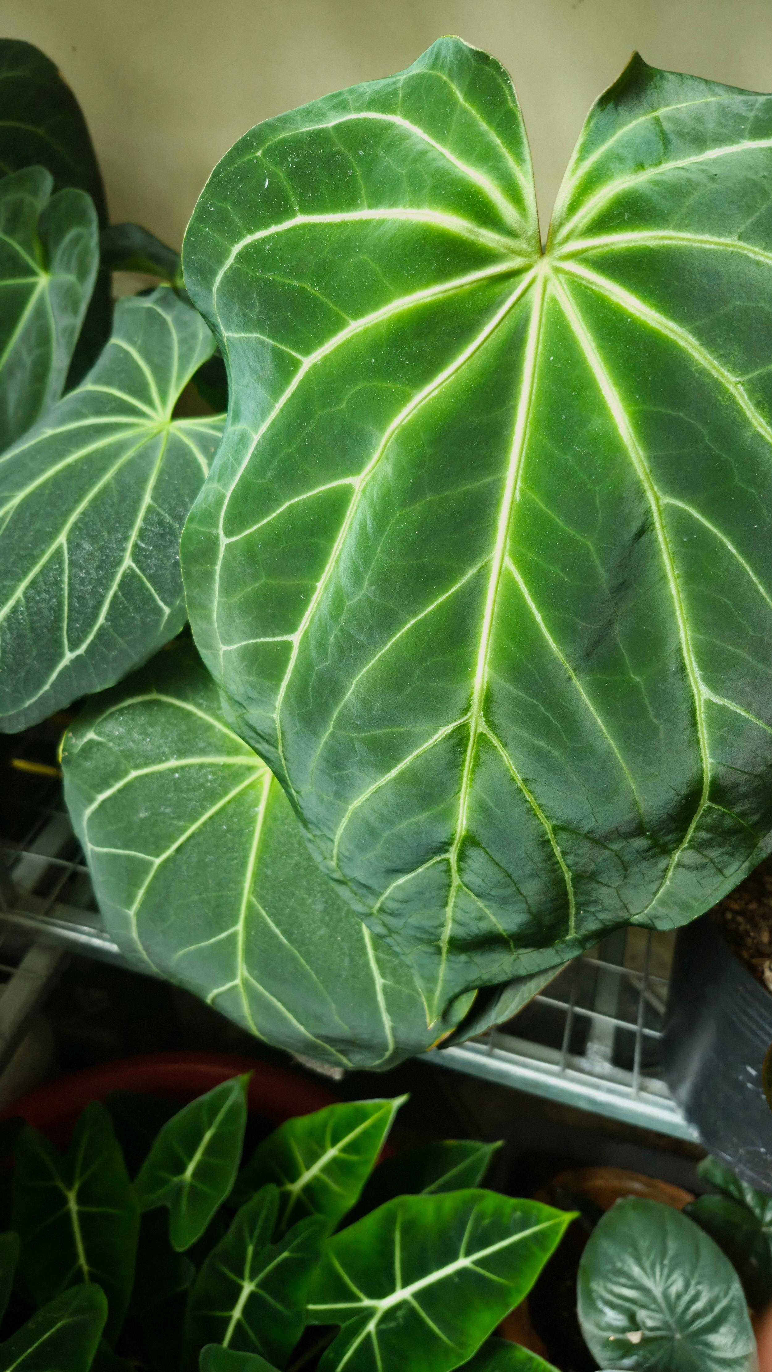 Anthurium ANG Magnificum 