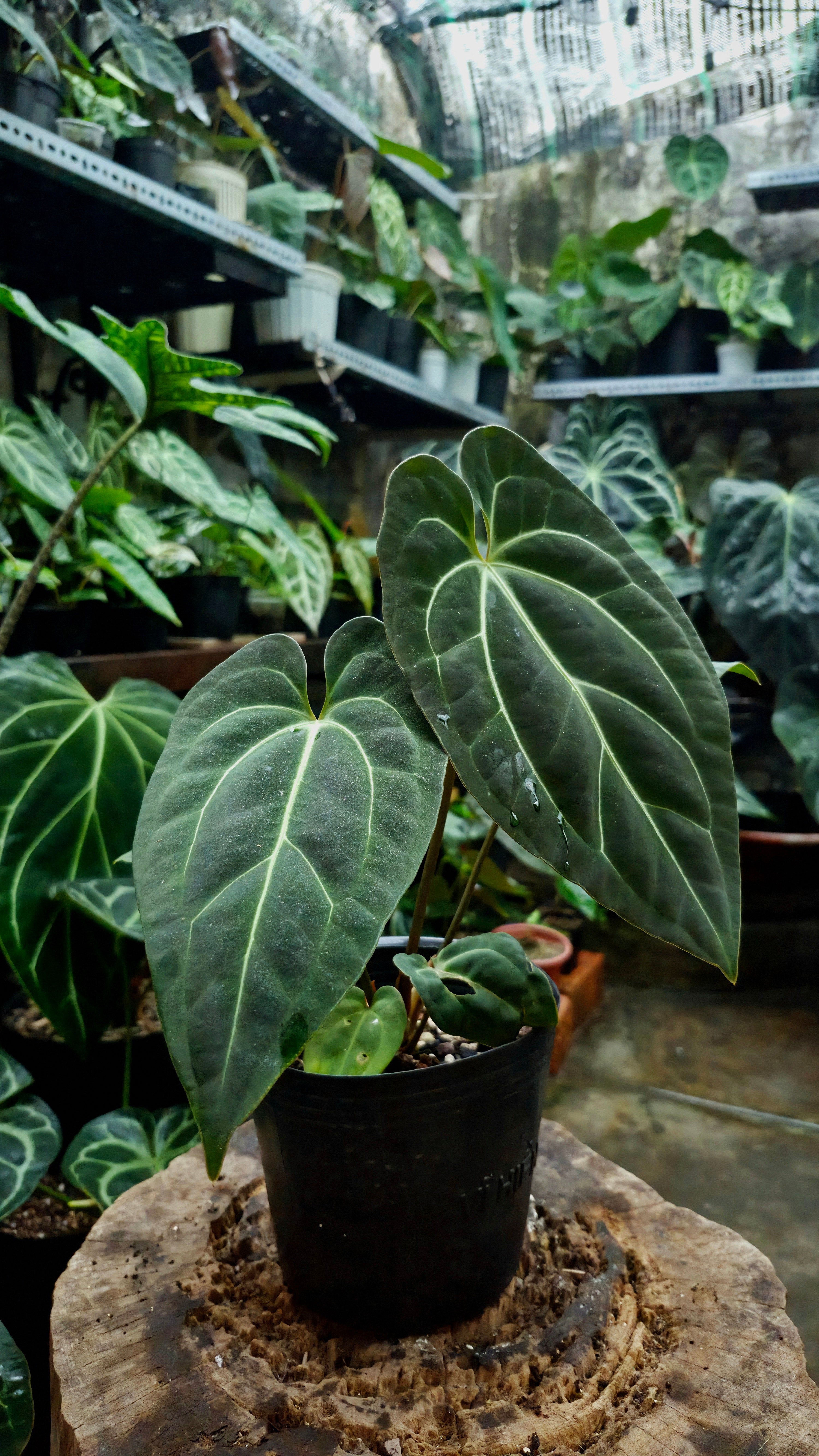NV#160918 [~20cm leaf] Anthurium Besseae Aff