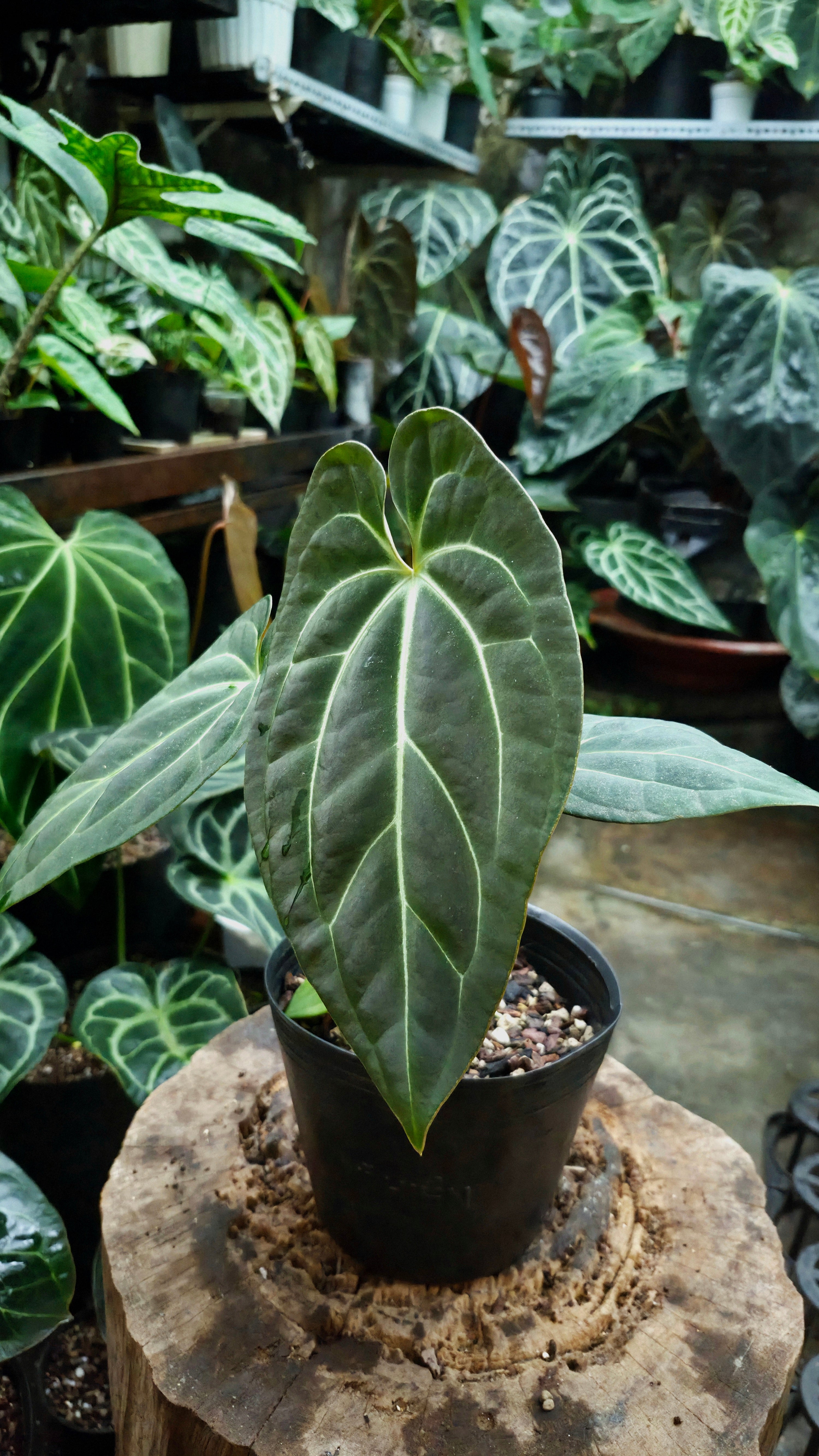 NV#160918 [~20cm leaf] Anthurium Besseae Aff