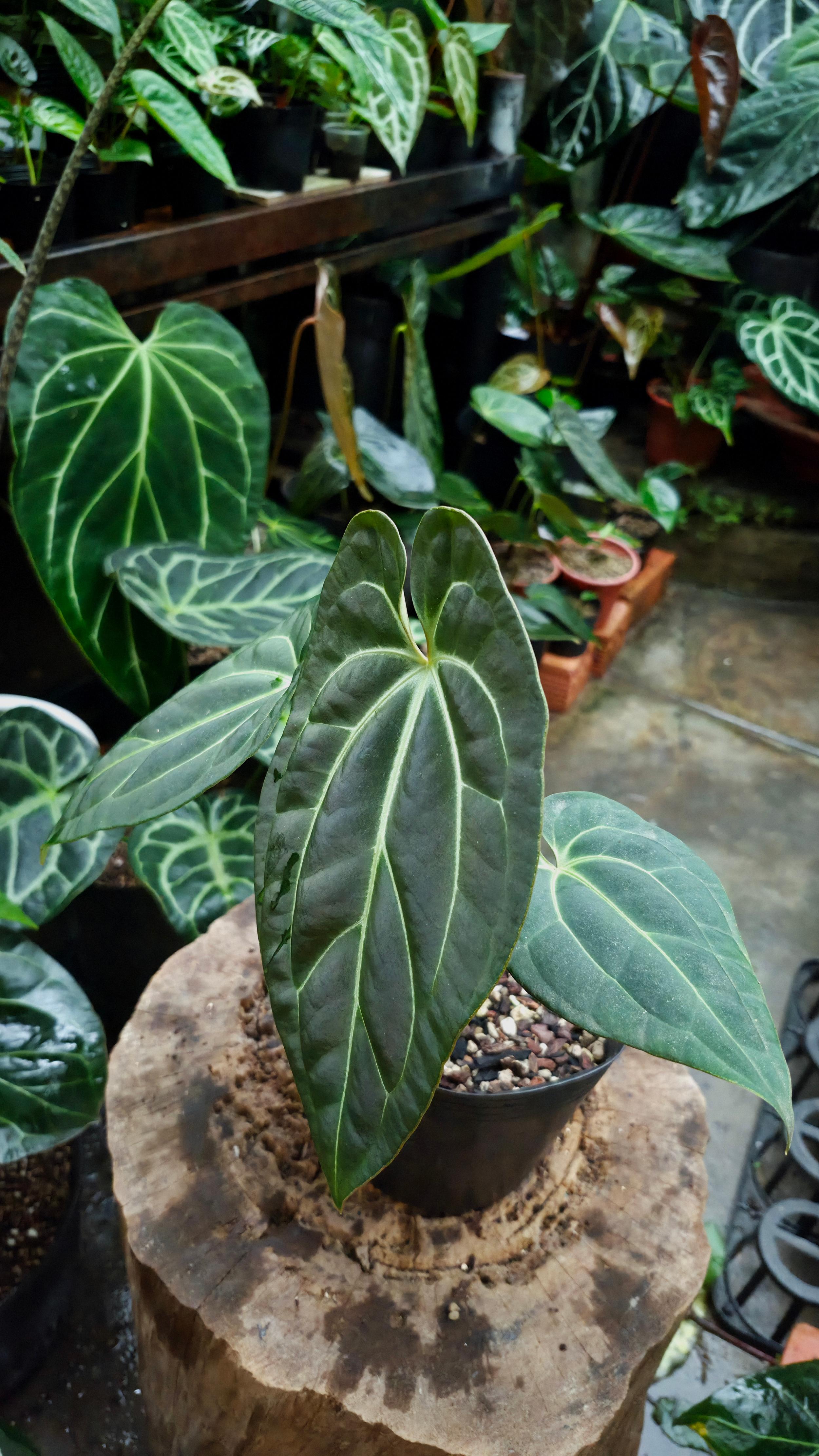 NV#160918 [~20cm leaf] Anthurium Besseae Aff