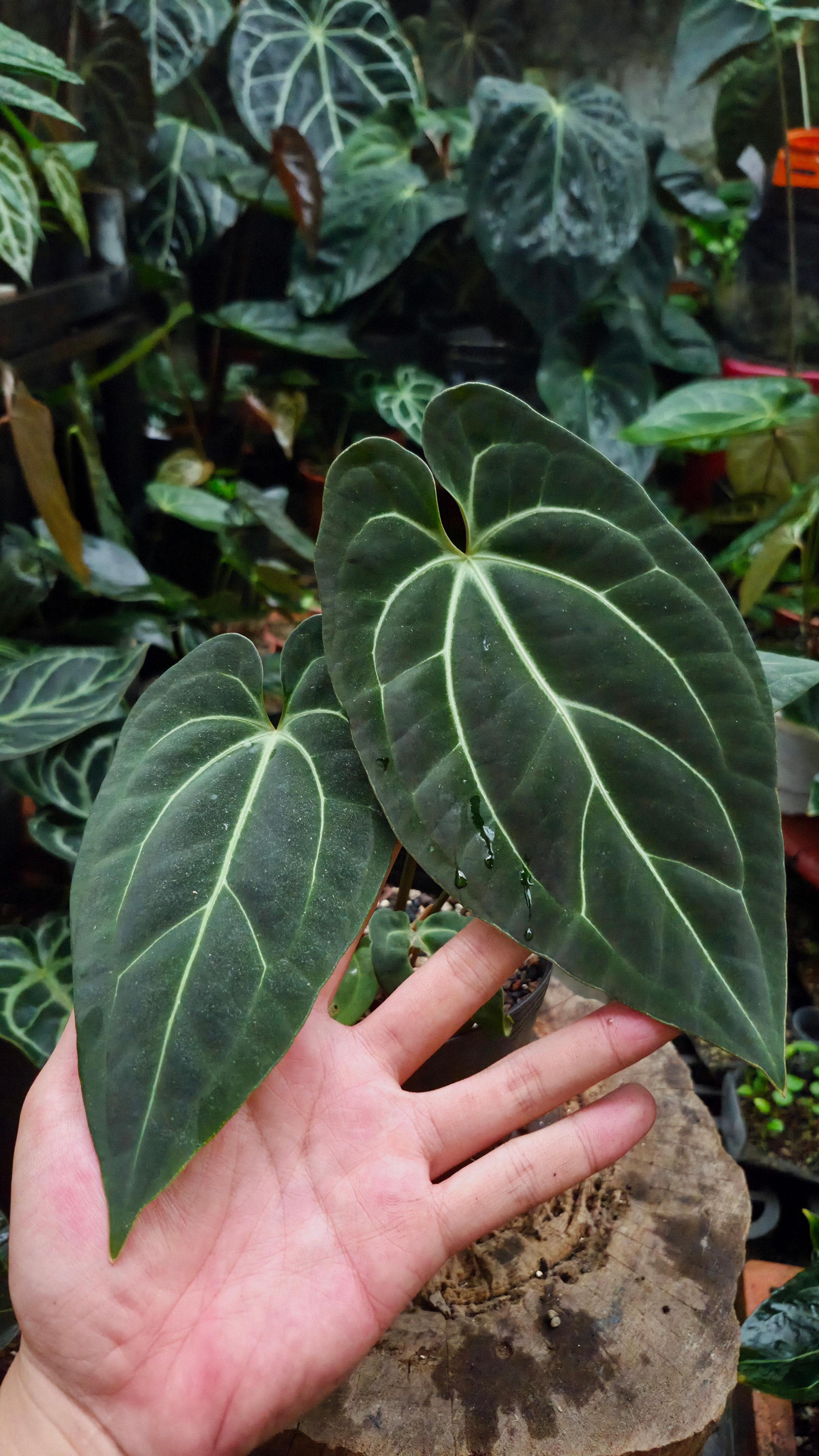 NV#160918 [~20cm leaf] Anthurium Besseae Aff