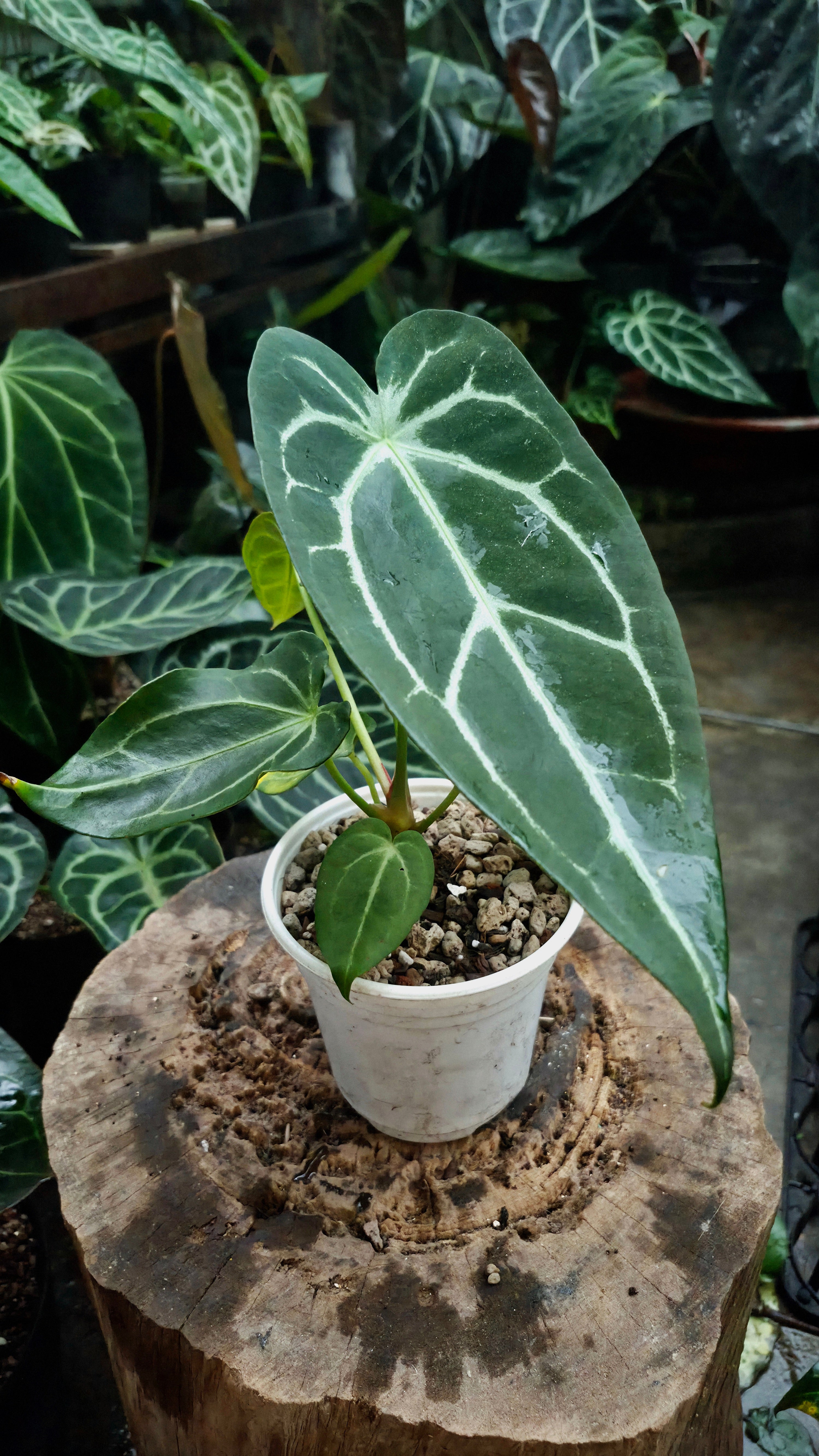[NV#130949] [~25cm leaf] Anthurium Forgetii Hybrid
