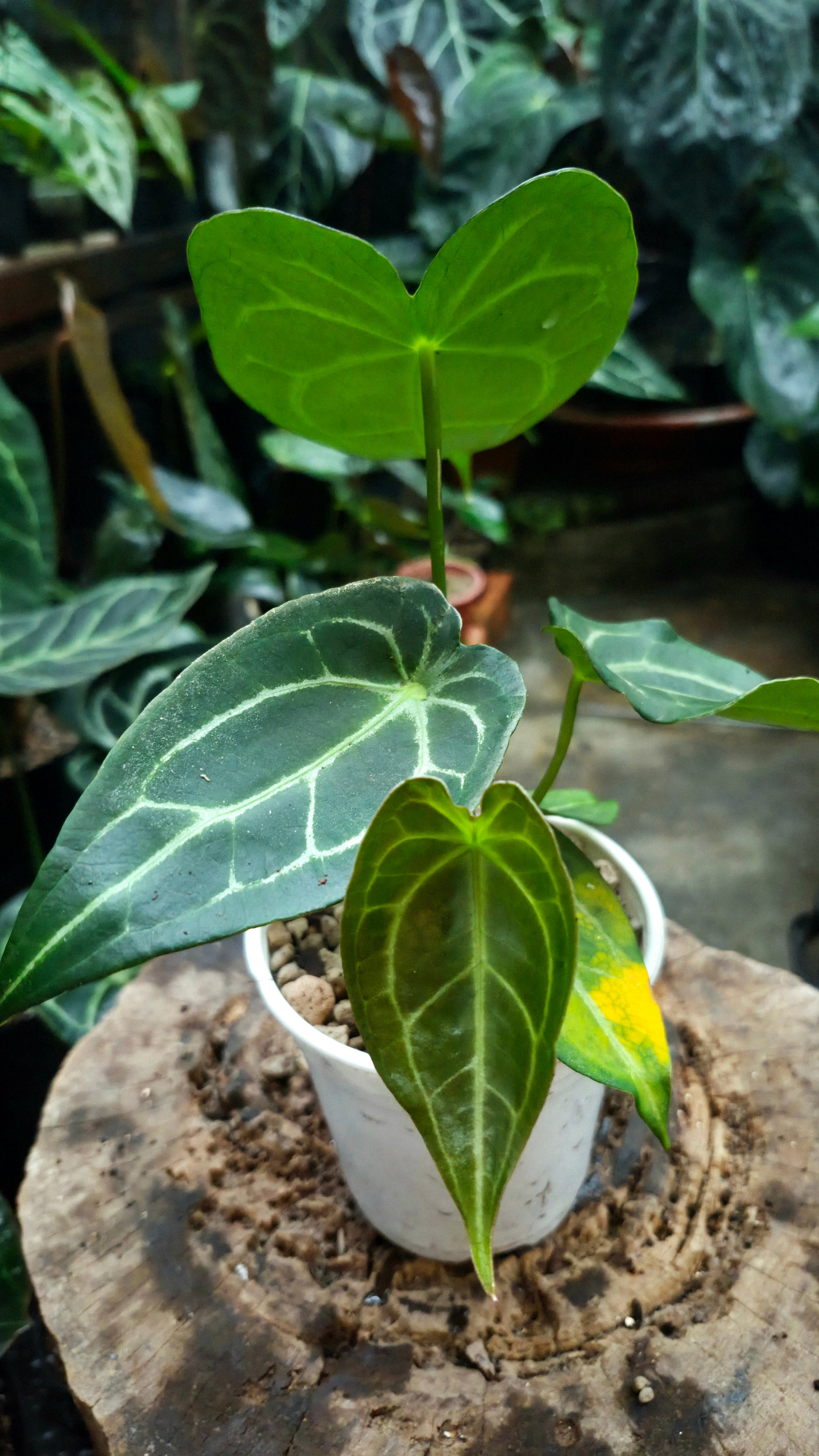 [NV#130949] [~25cm leaf] Anthurium Forgetii Hybrid