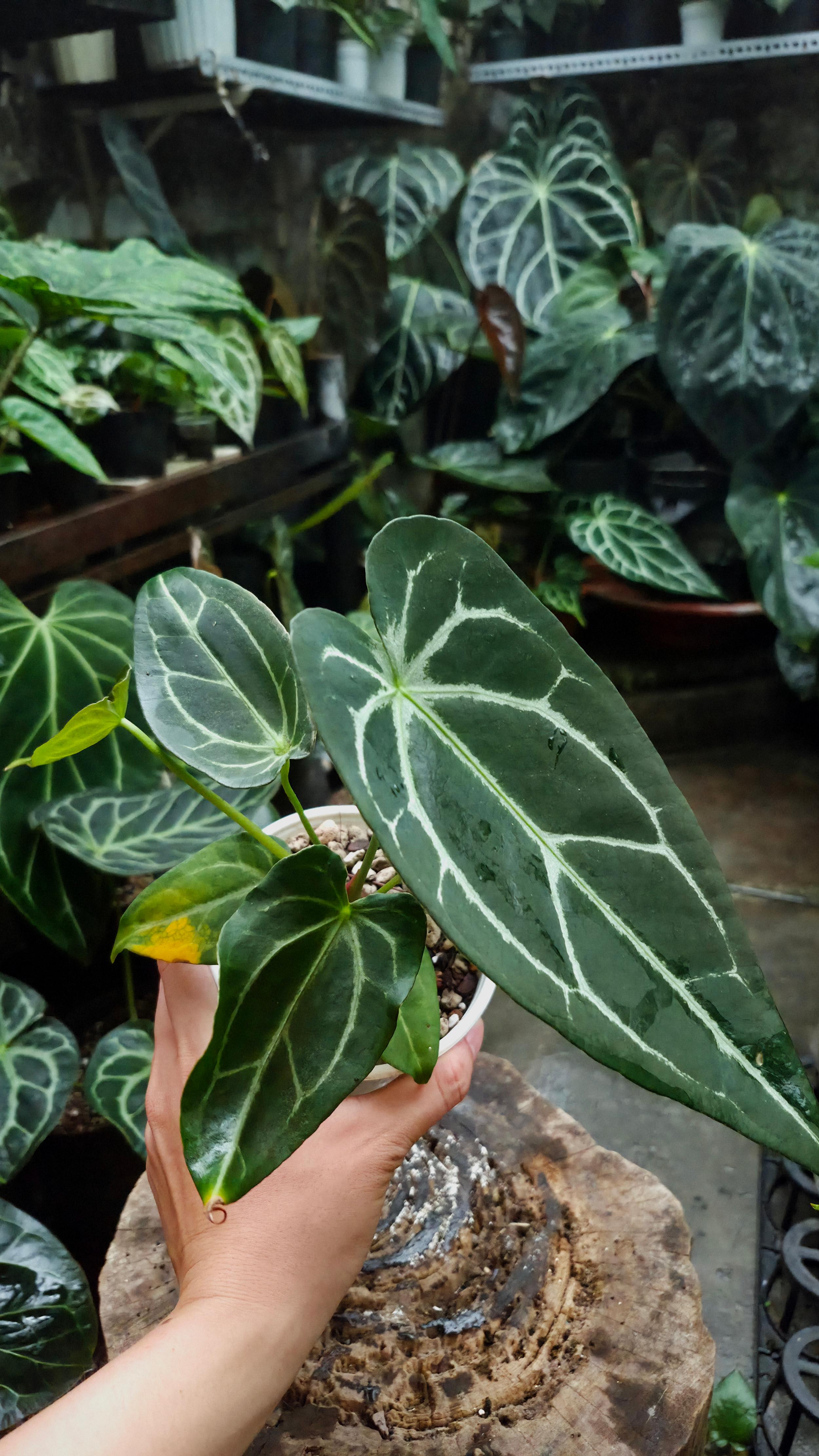 [NV#130949] [~25cm leaf] Anthurium Forgetii Hybrid