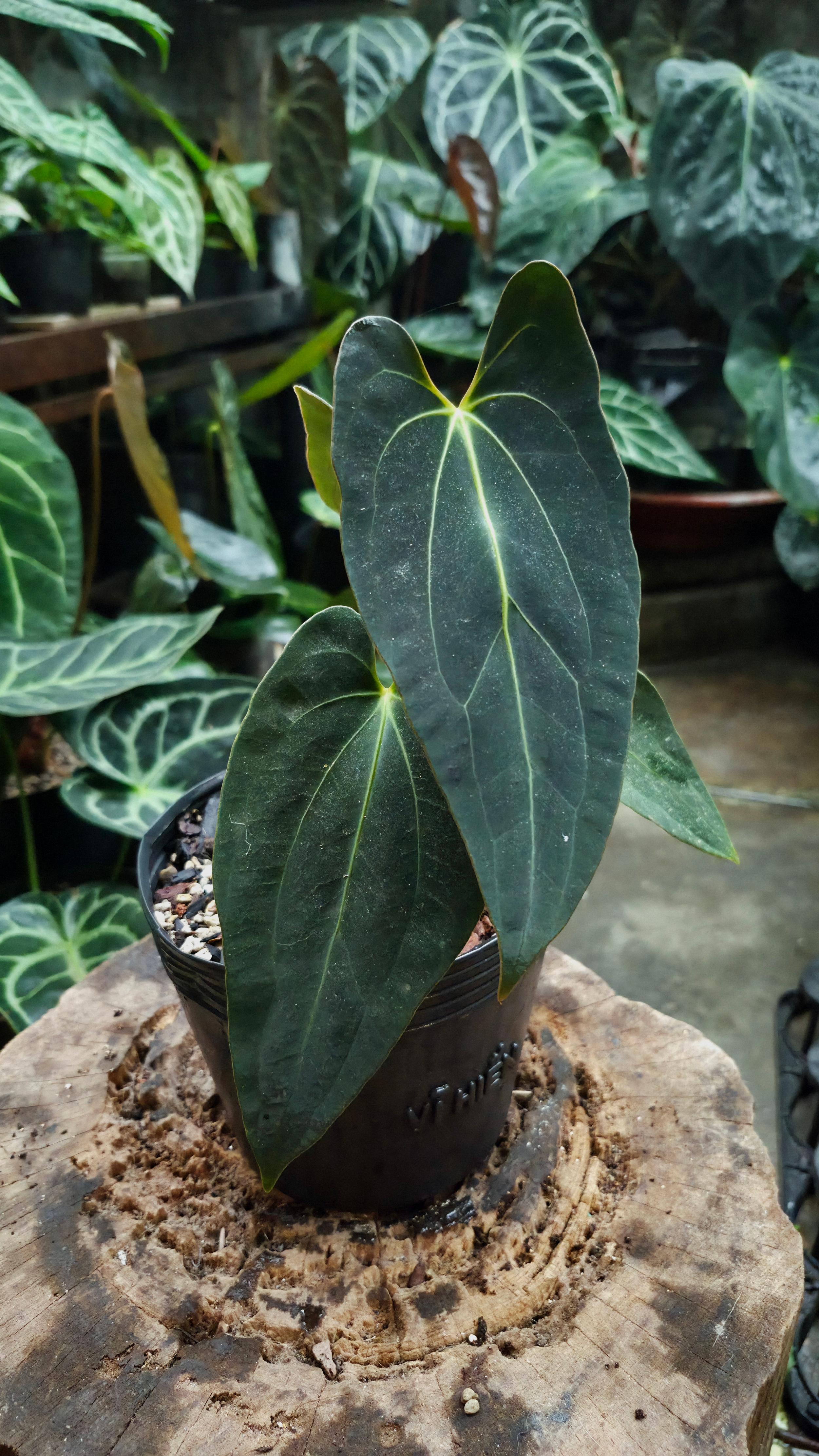Anthurium Besseae Aff x FS