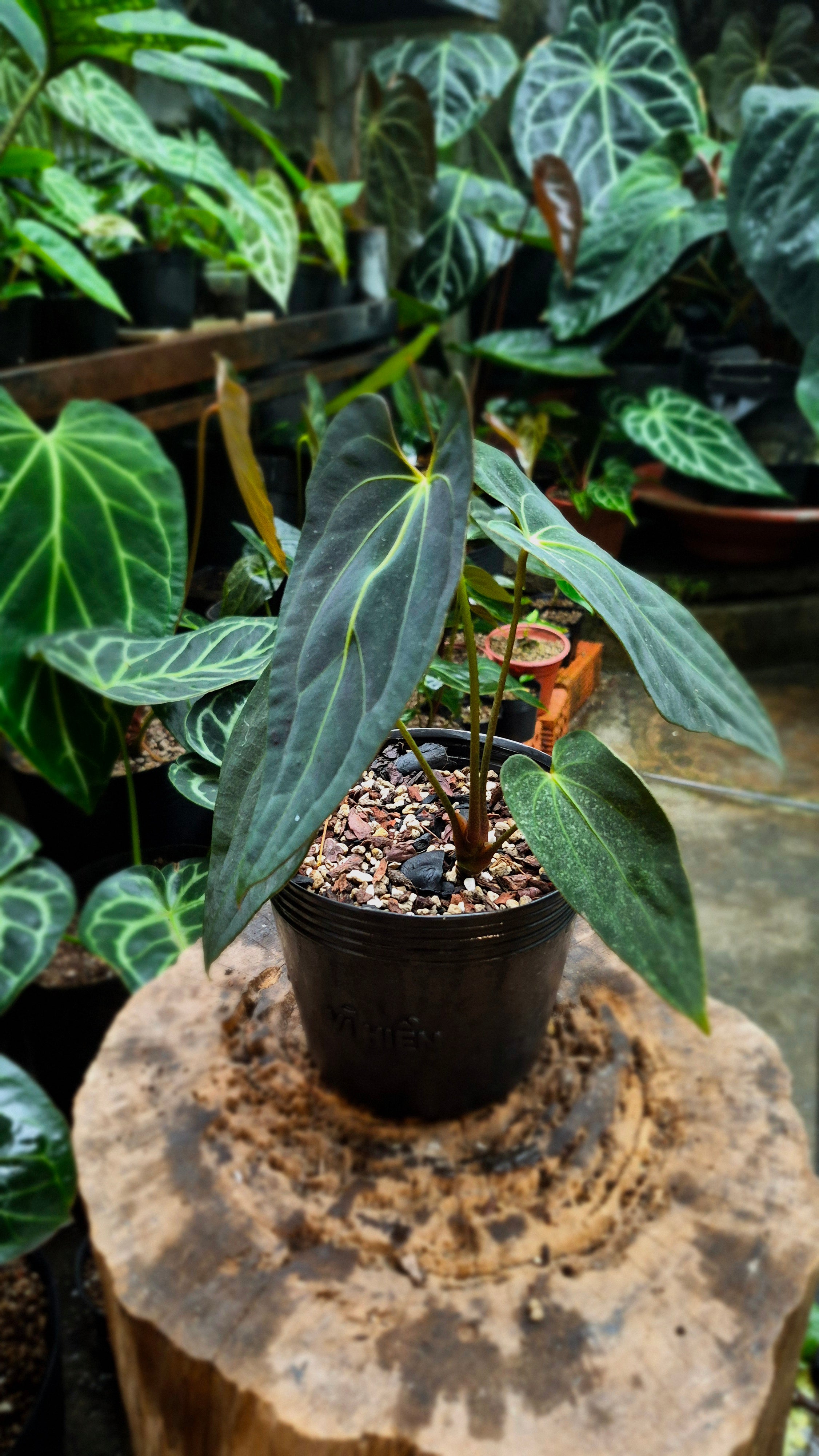 Anthurium Besseae Aff x FS