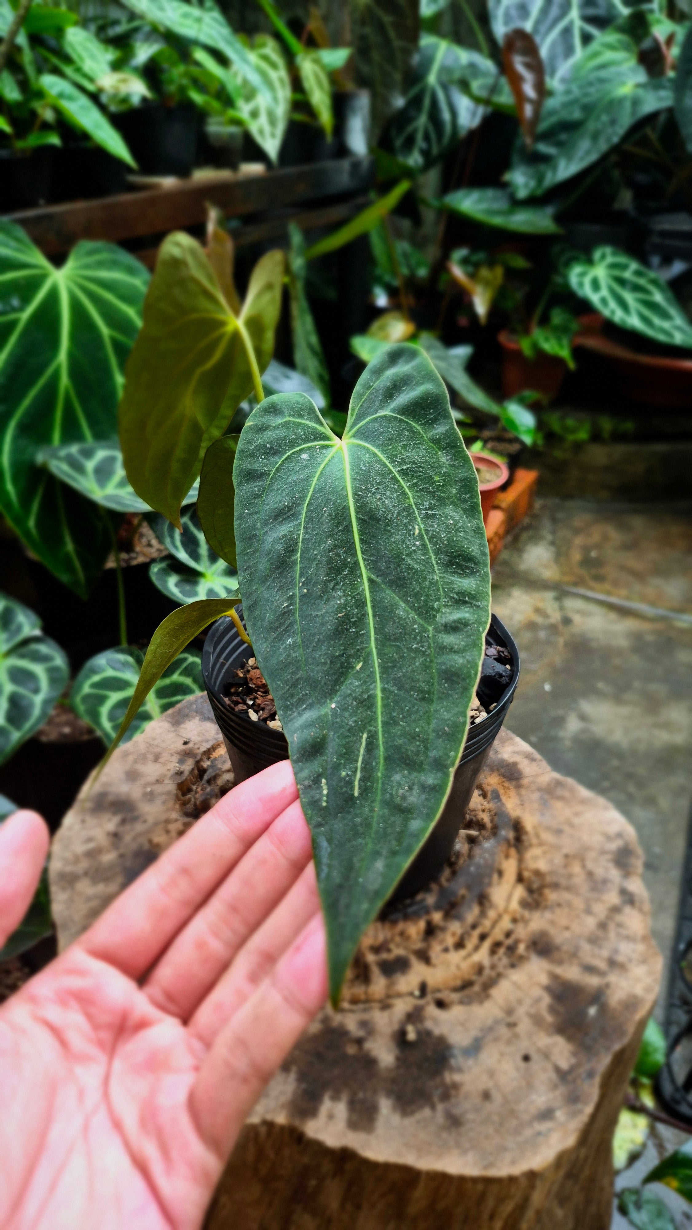 Anthurium Besseae Aff x FS