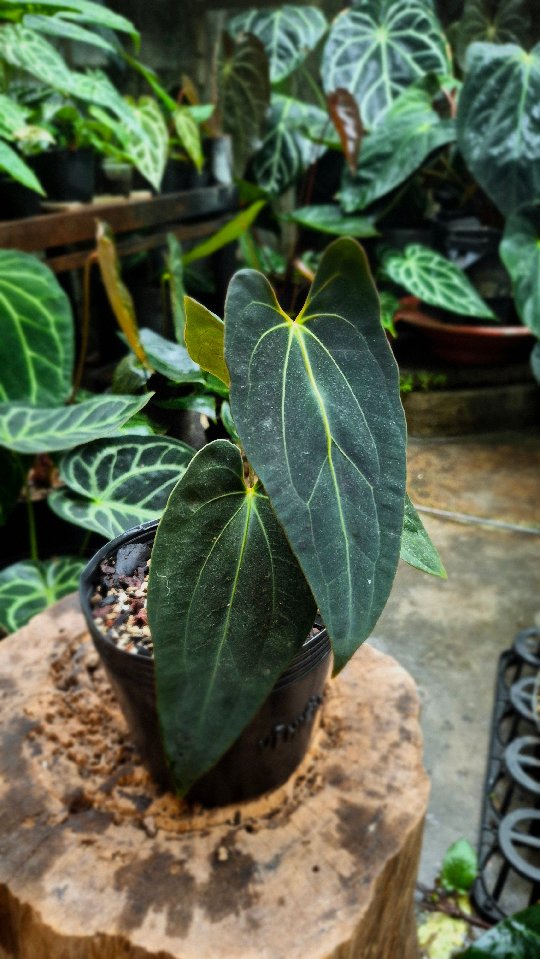 Anthurium Besseae Aff x FS