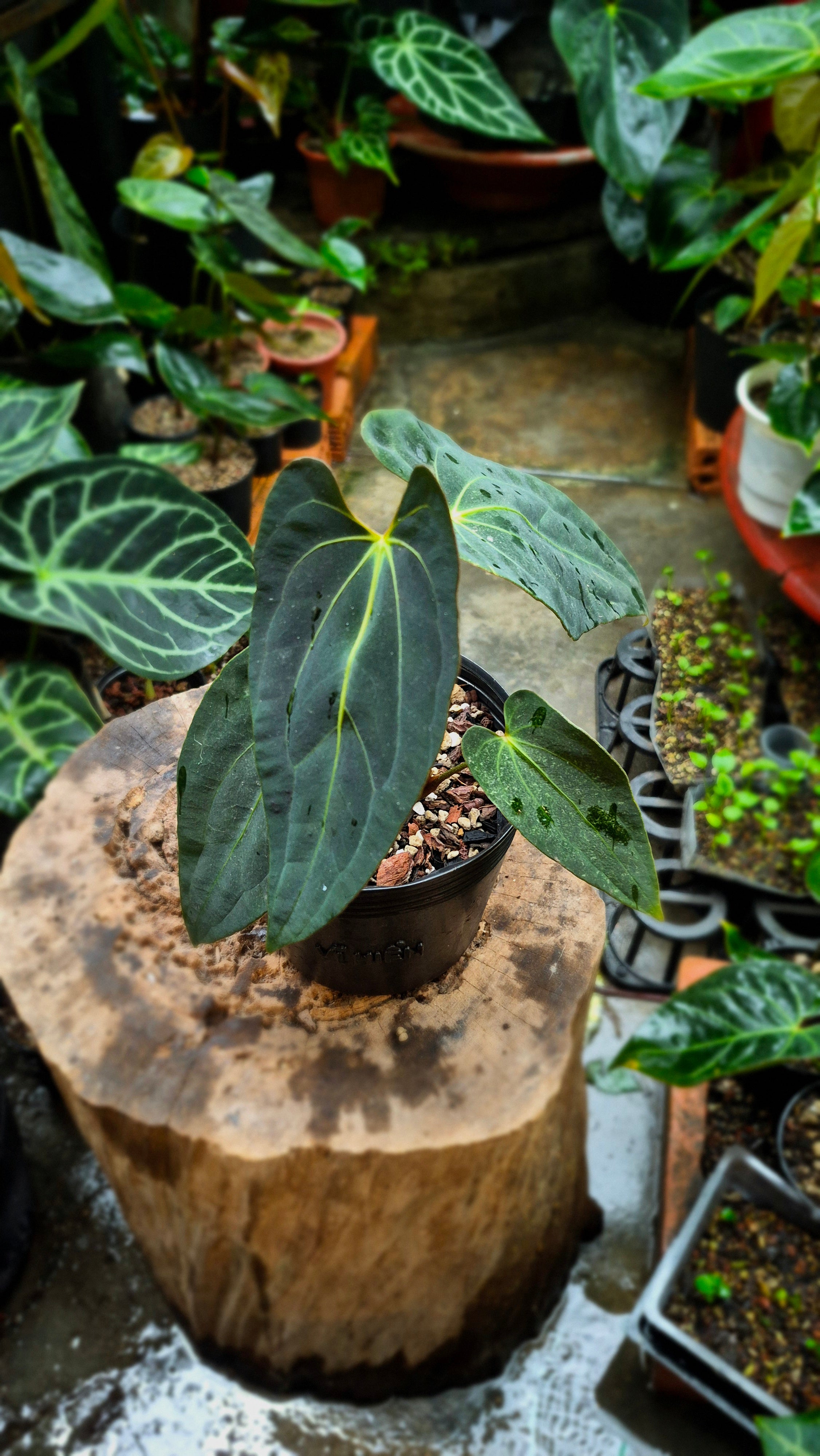 Anthurium Besseae Aff x FS
