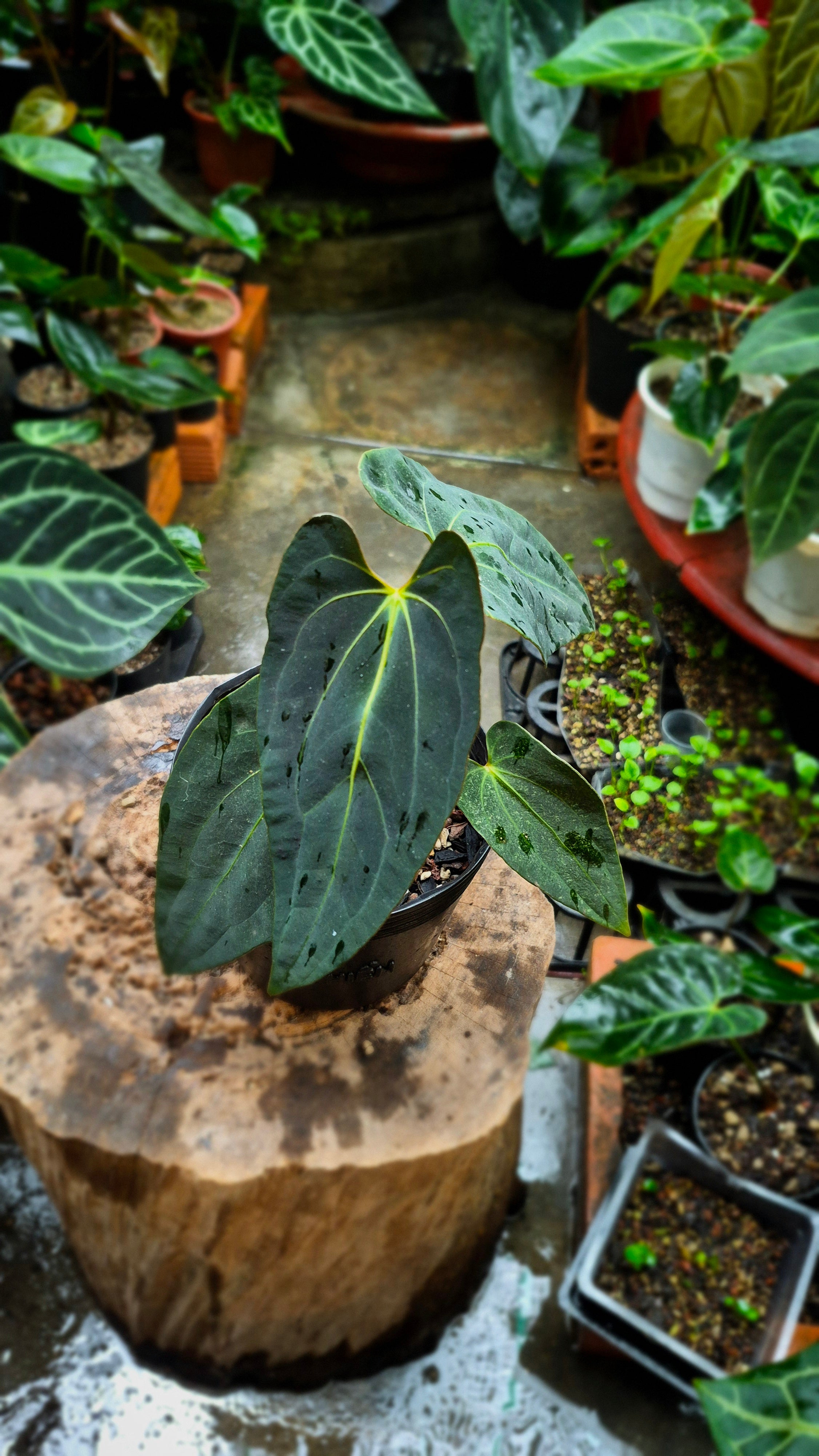 Anthurium Besseae Aff x FS