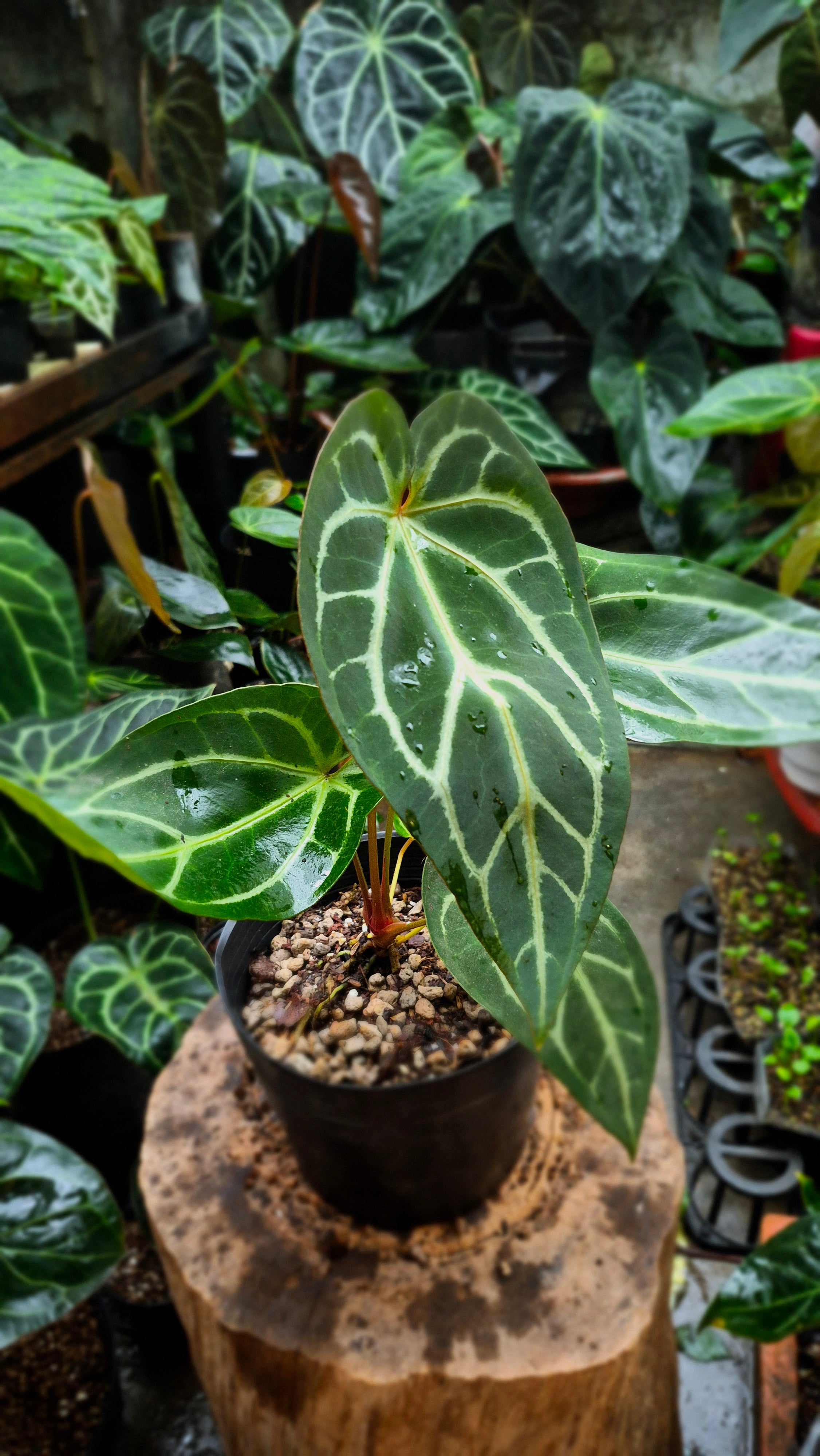 [NV#160908] [~24cm leaf] Anthurium Crystallinum Hybrid