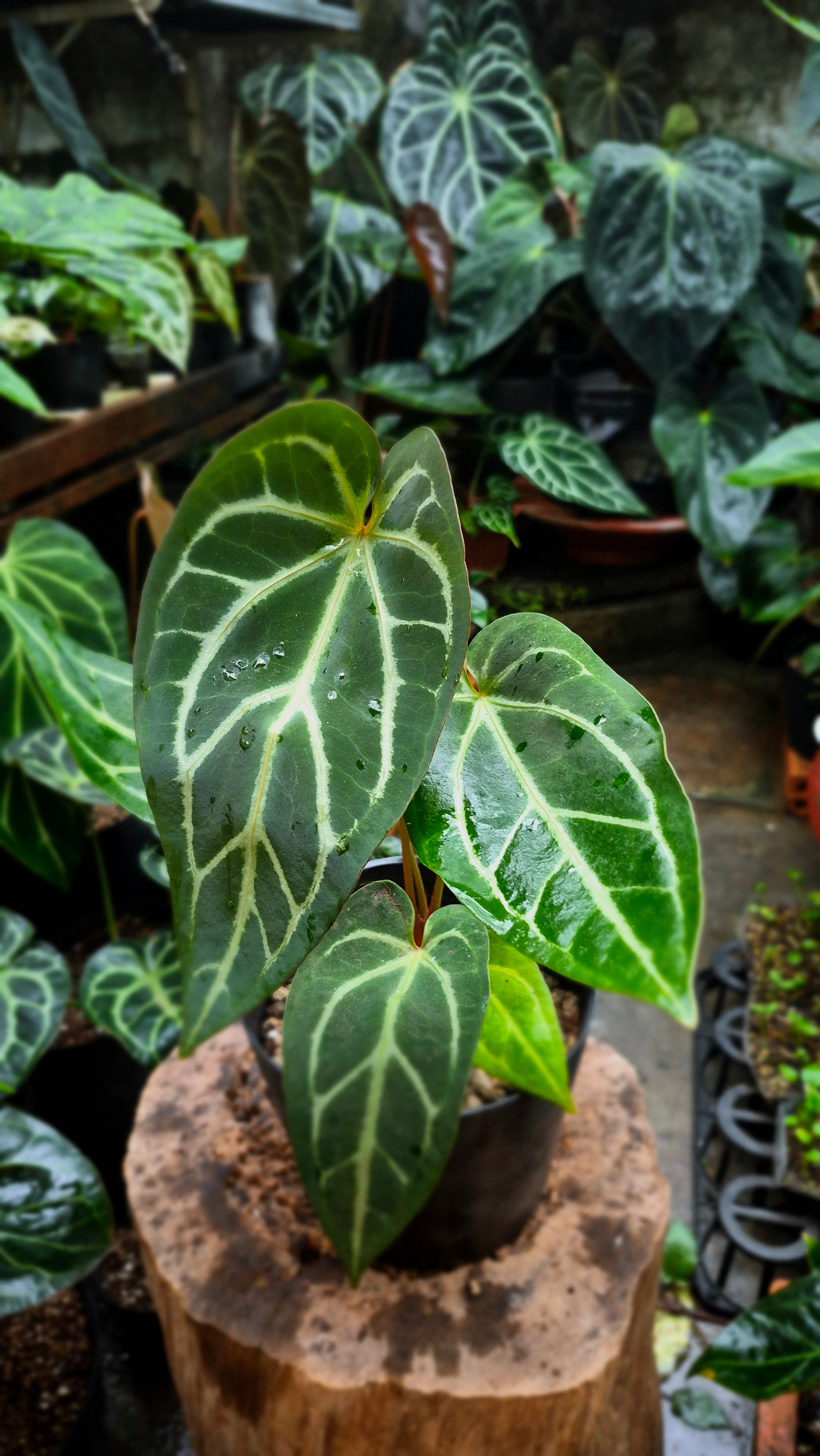 [NV#160908] [~24cm leaf] Anthurium Crystallinum Hybrid