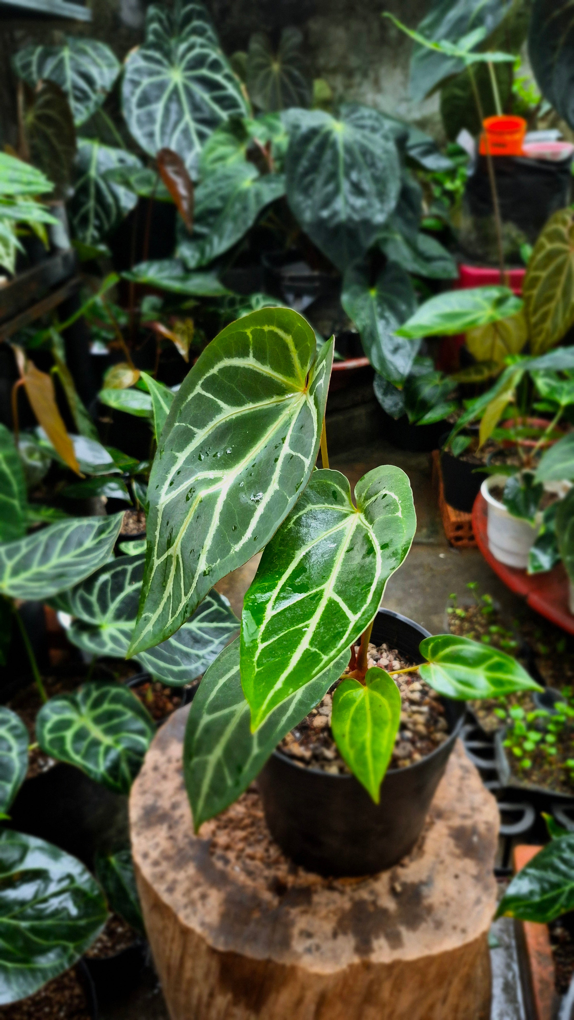 [NV#160908] [~24cm leaf] Anthurium Crystallinum Hybrid
