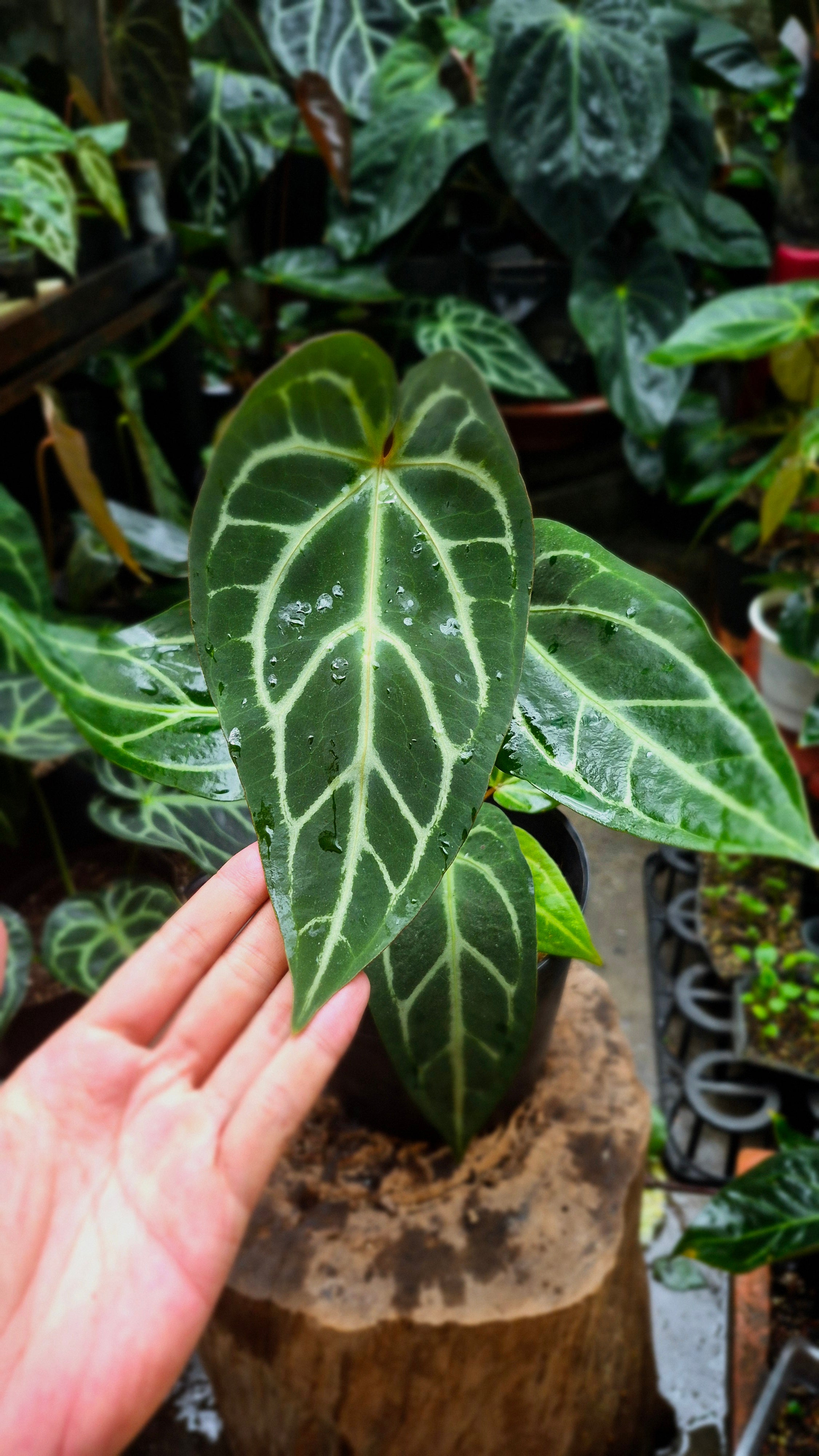 [NV#160908] [~24cm leaf] Anthurium Crystallinum Hybrid