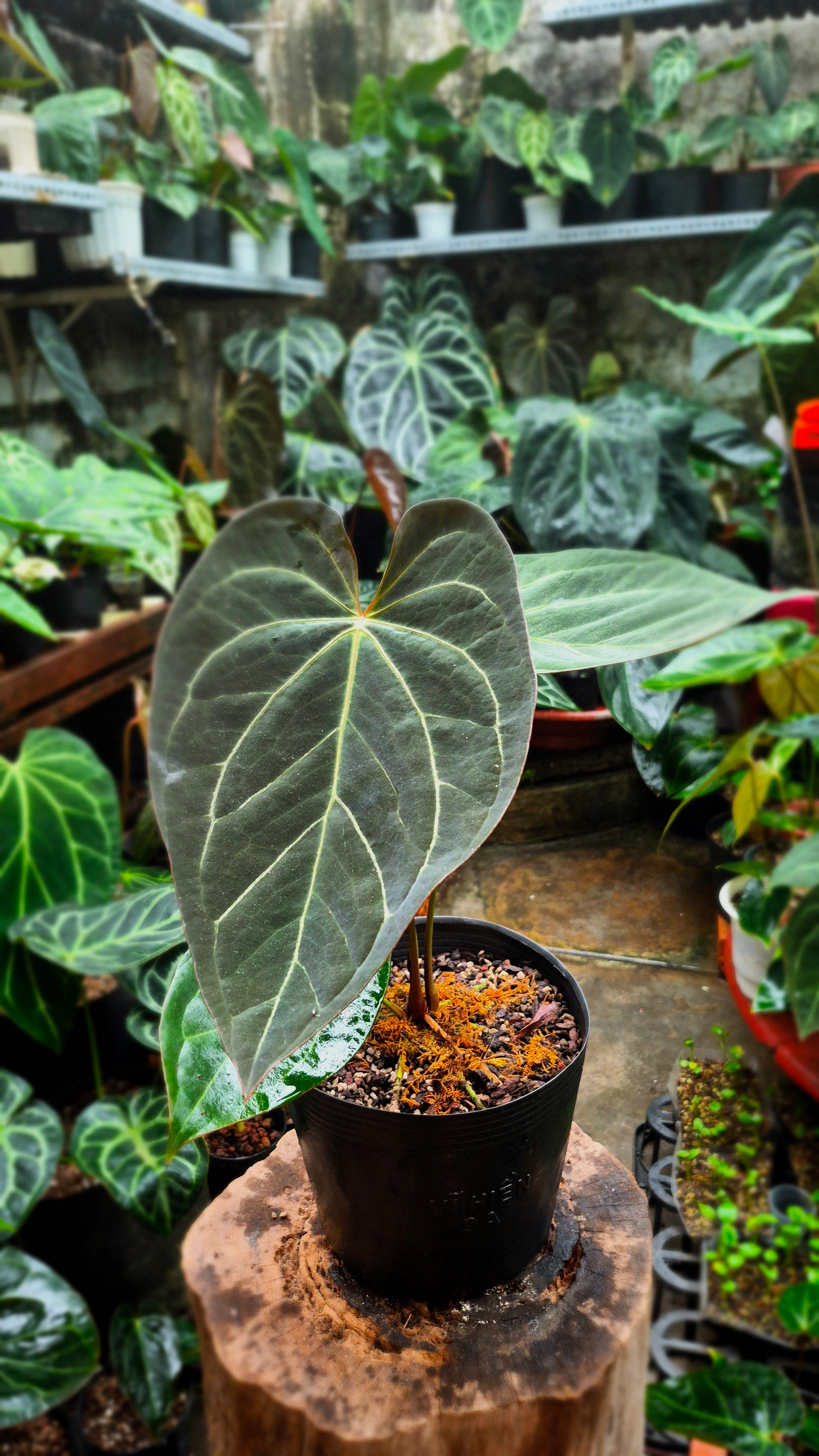 [NV#130942] [~26cm leaf] Anthurium Pap Hybrid [NoID]